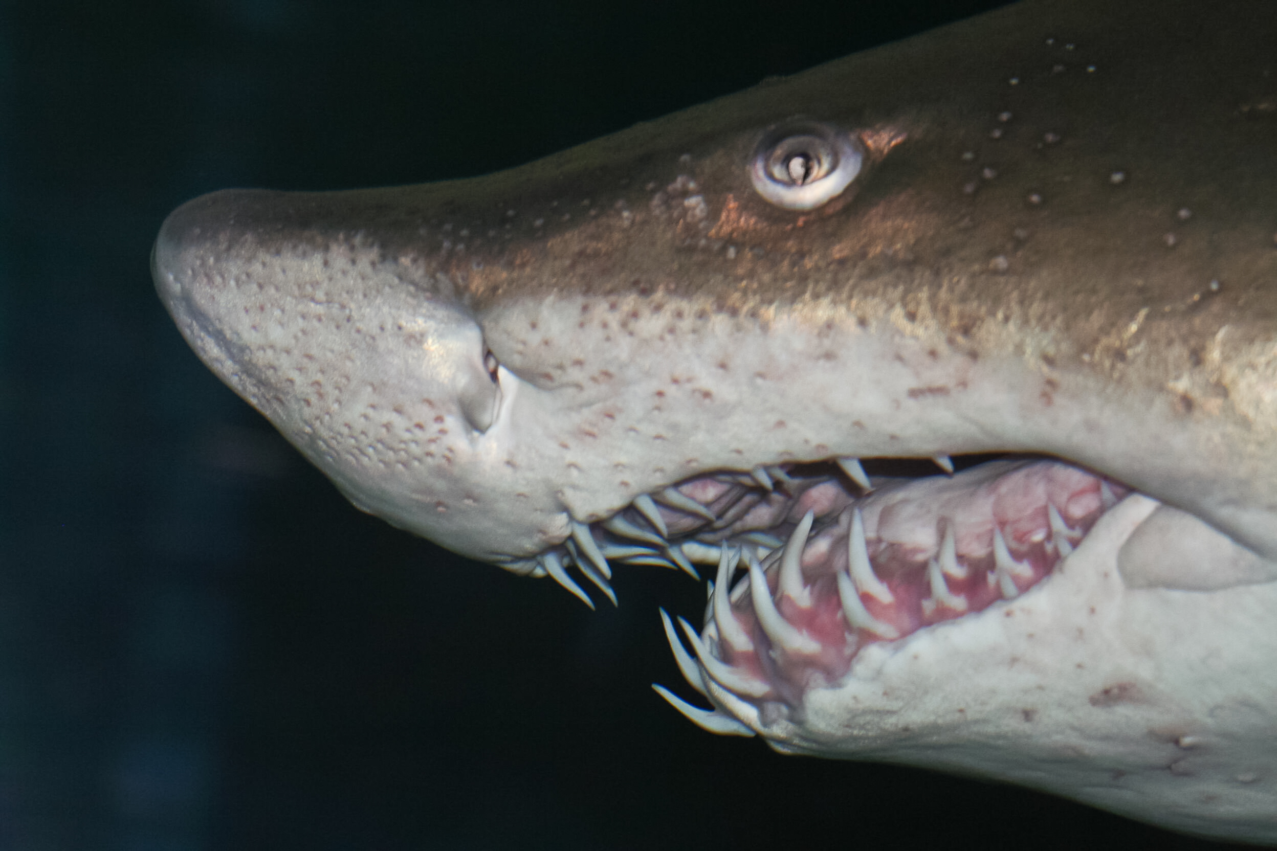 Head,Of,Big,Sand,Tiger,Shark,In,Detail,With,Dark