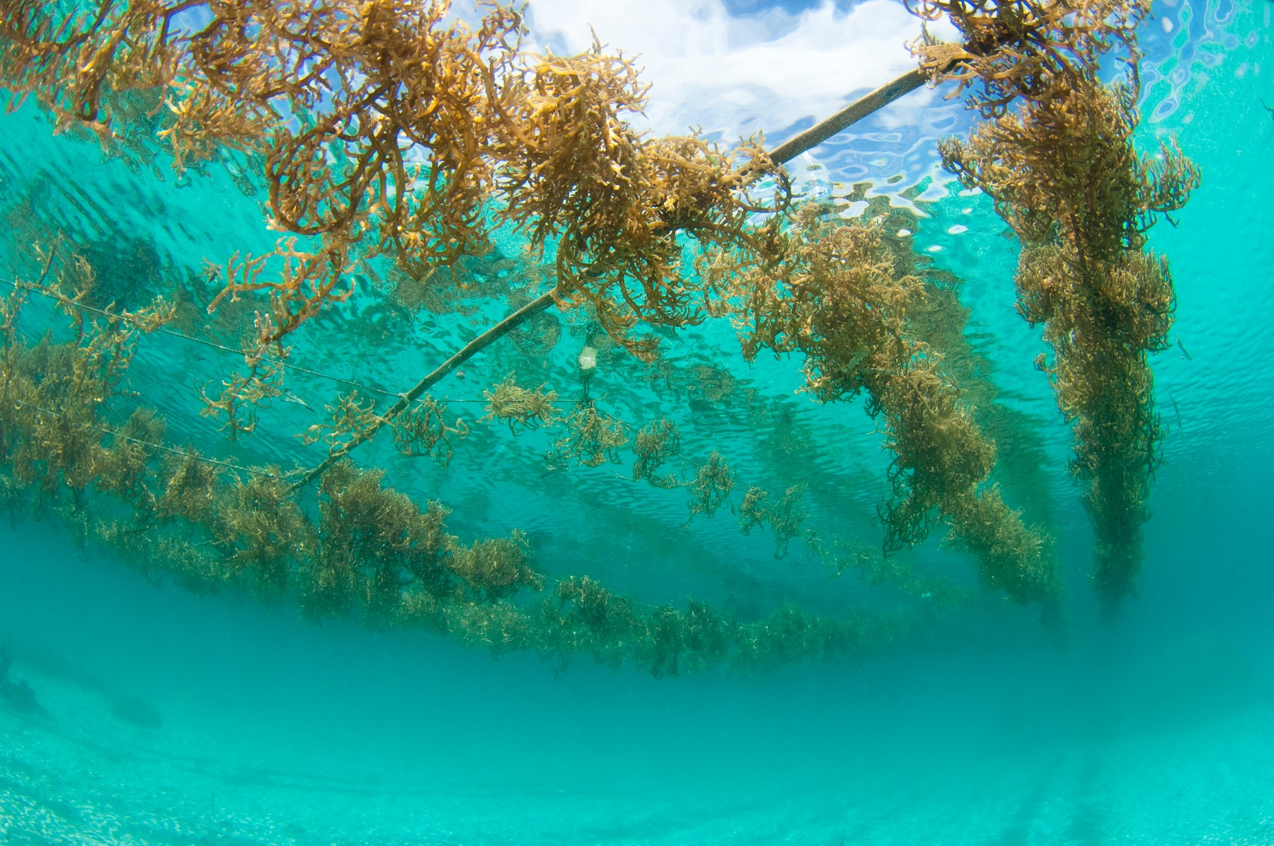 Seaweed farming in Indonesia