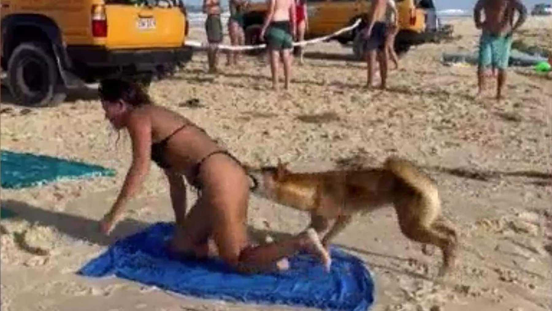 dingo