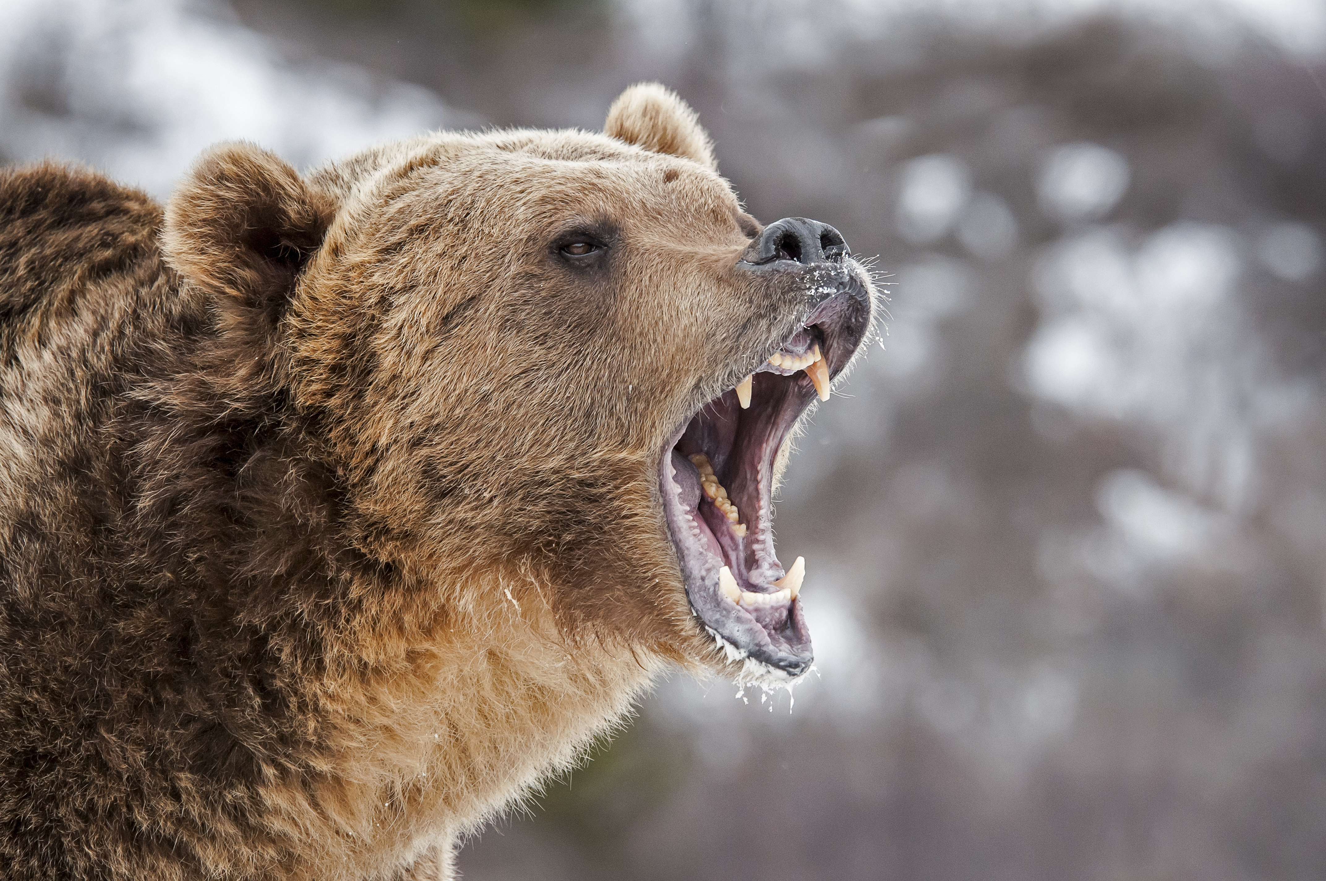 Growling,Grizzly,Bear