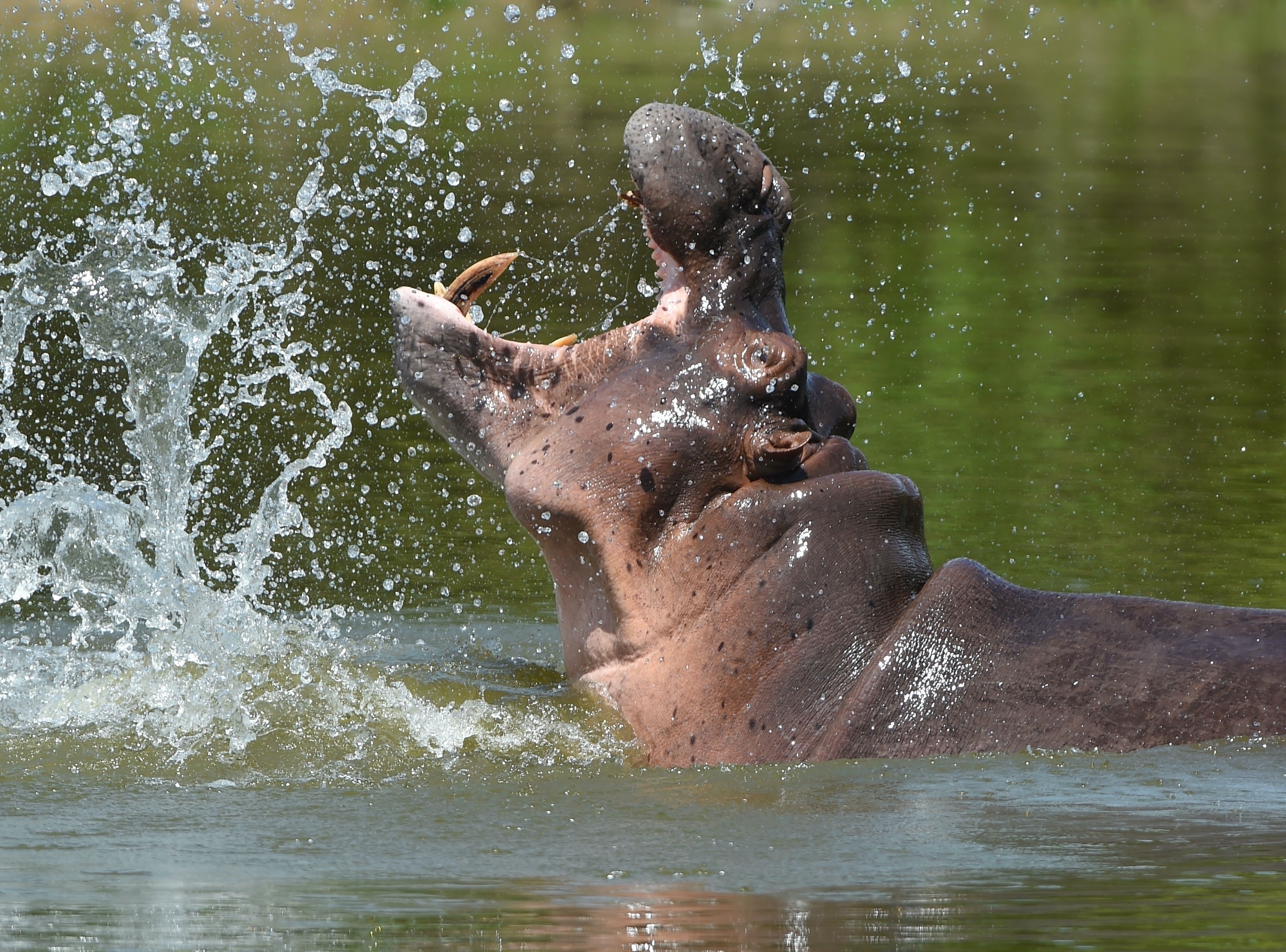 *EXCLUSIVE* Pablo Escobar’s ‘cocaine hippo’ attacks farmer