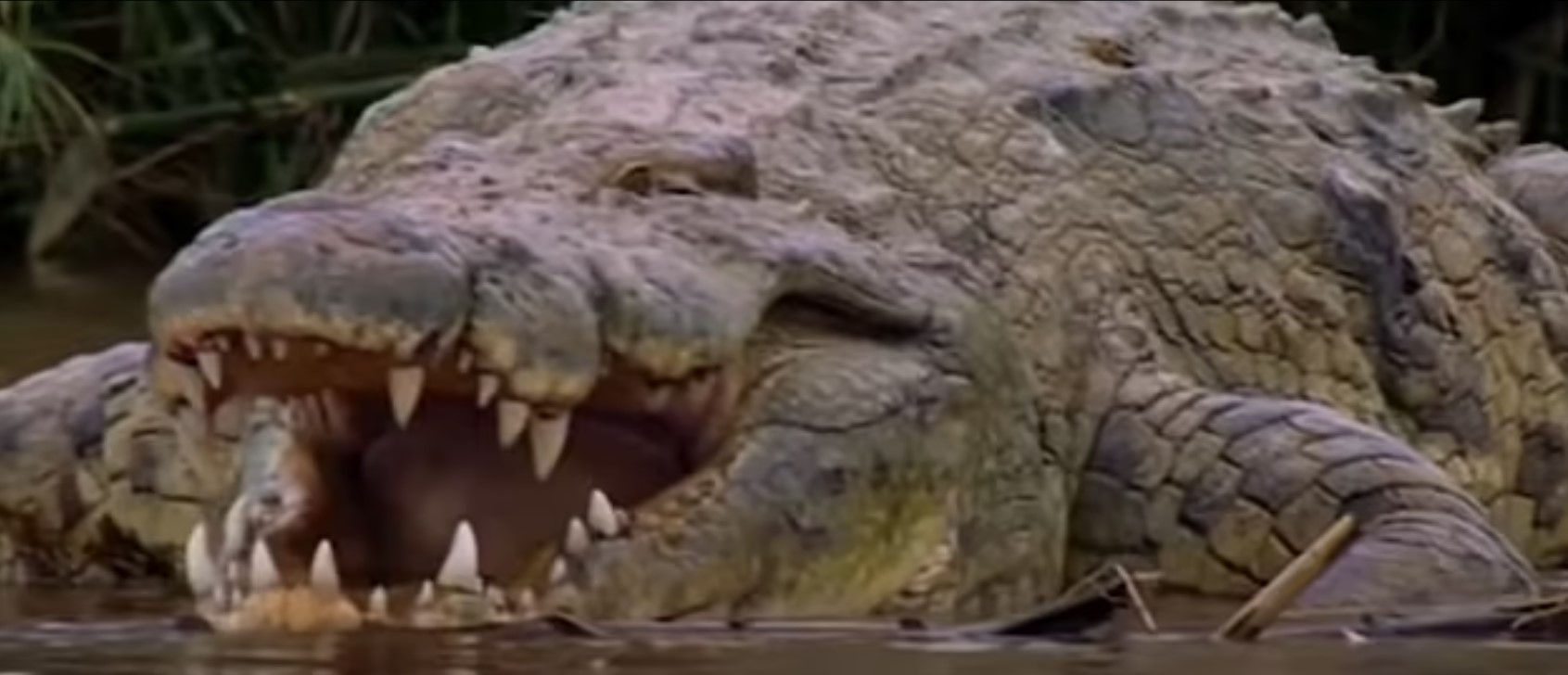 krokodil