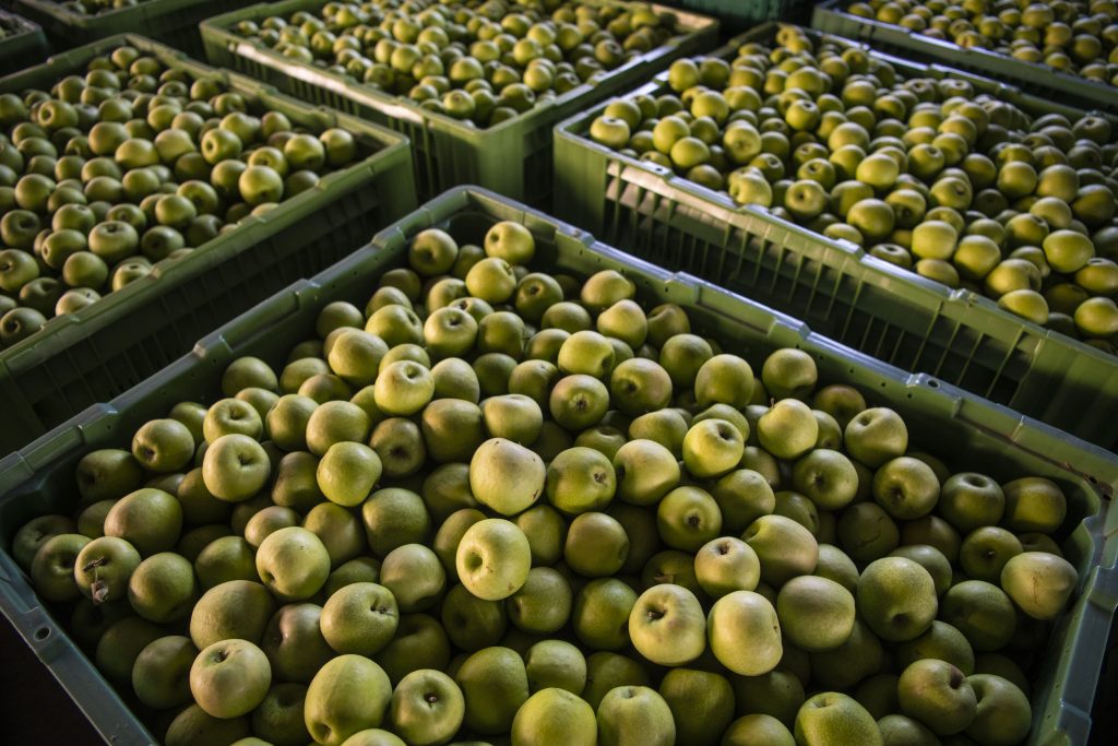 Trstenik 05. novembar 2021. Miroslav Miki Aleksic na svon imanju jabuka, vocnjak, jabuke, poljoprivreda Foto:Dragan Mujan/Nova.rs