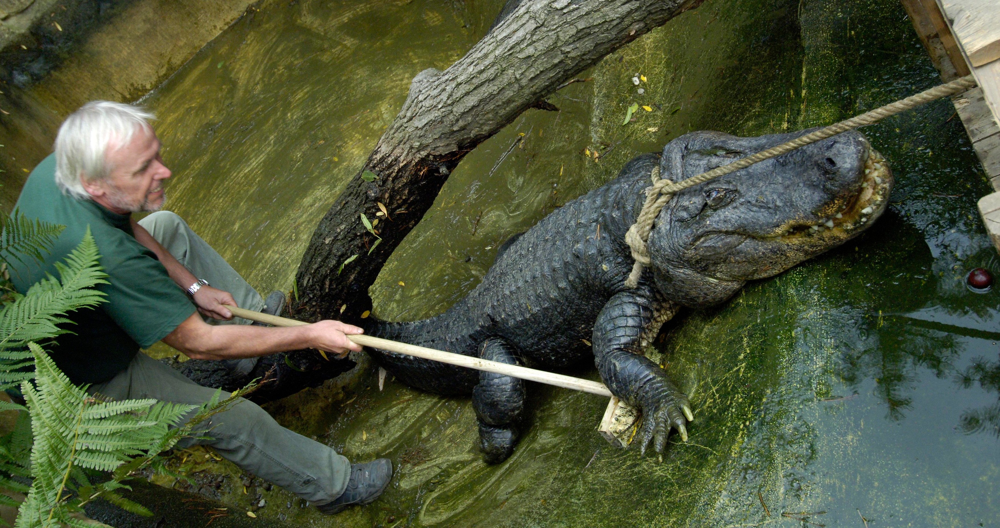 Aligátor severoamerický Libor, ZOO Ústí nad Labem, stěhování