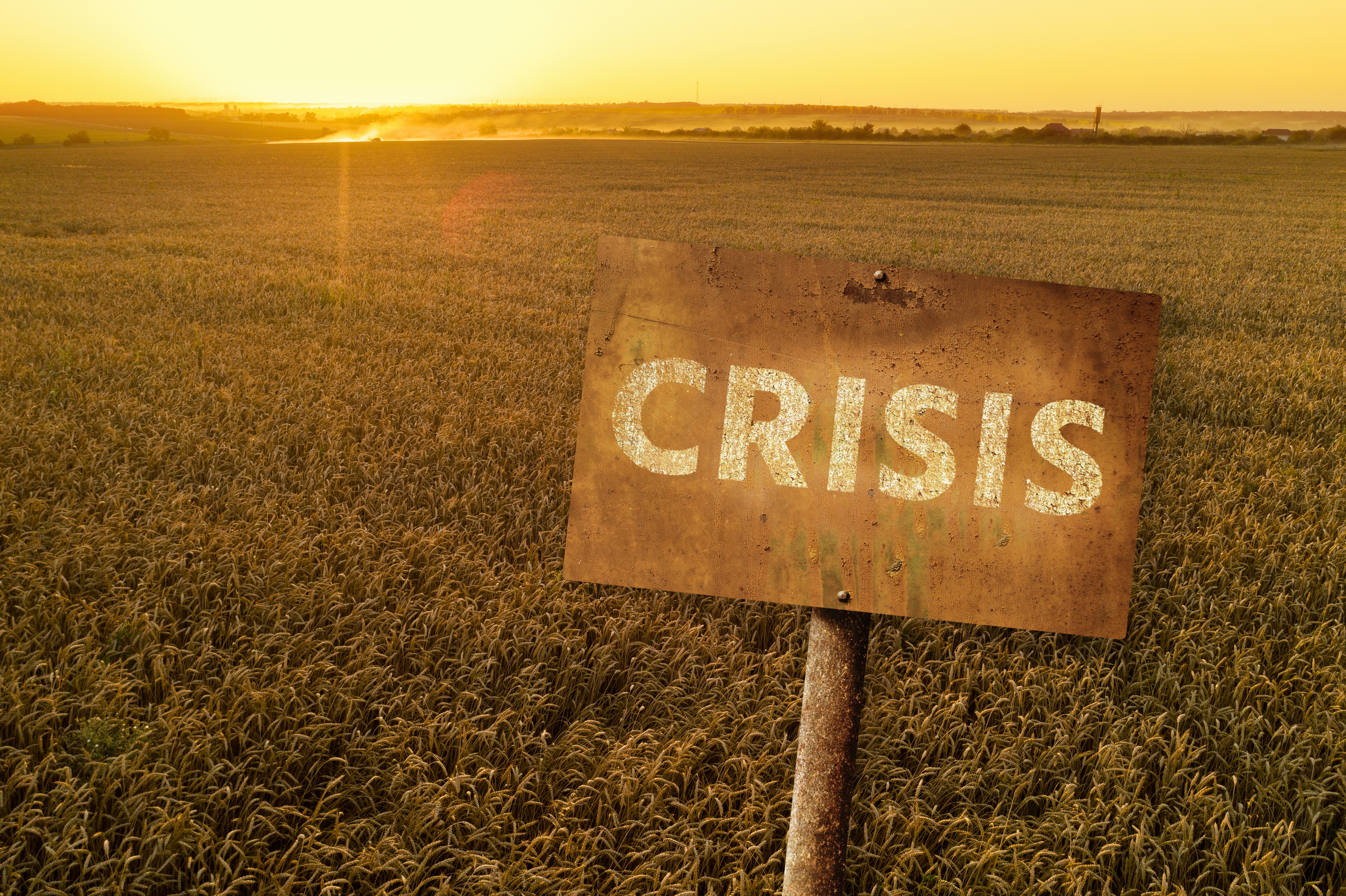 ukraine ukrajina zito pšenica izvoz