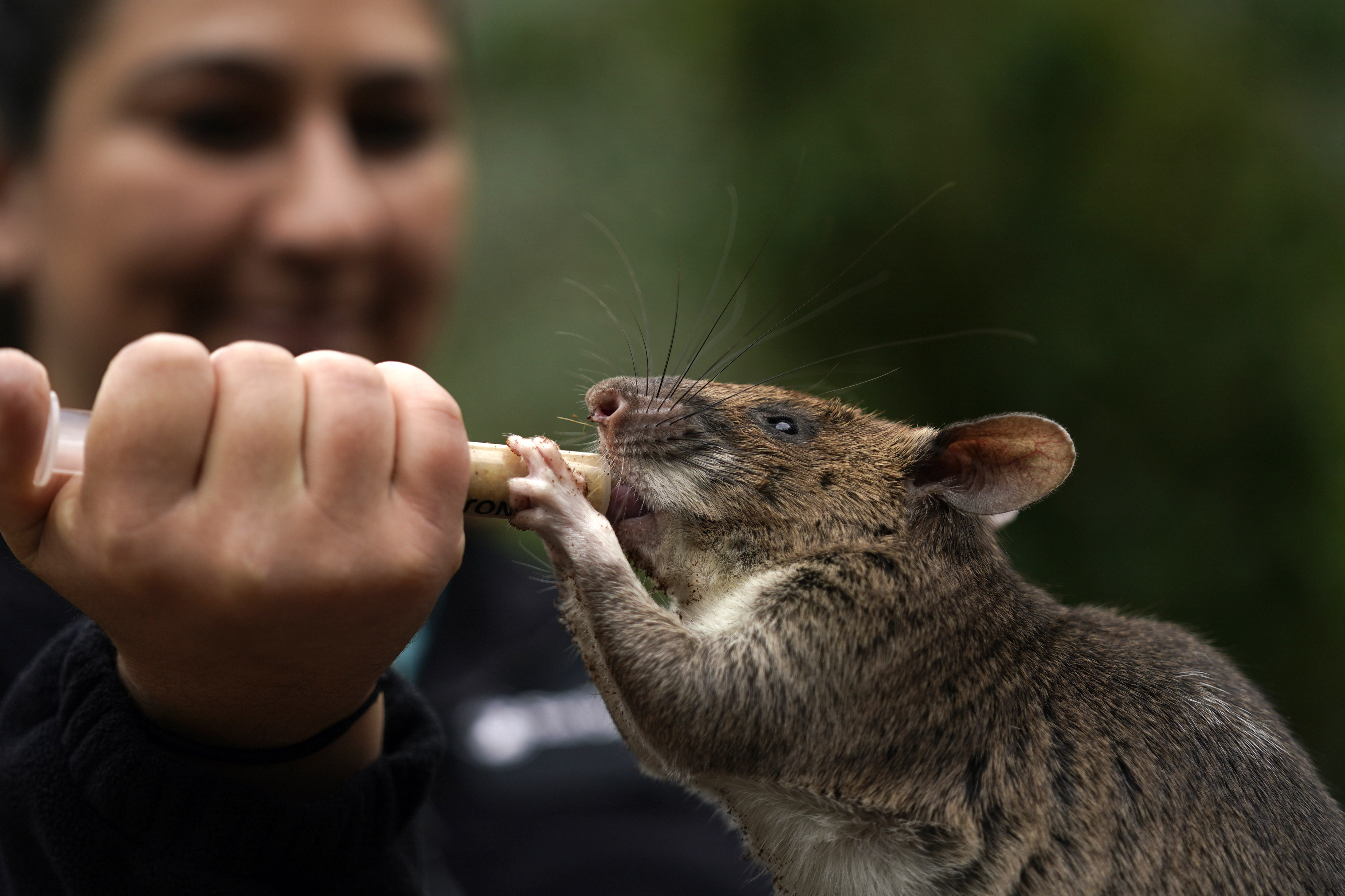 Rat Ambassadors