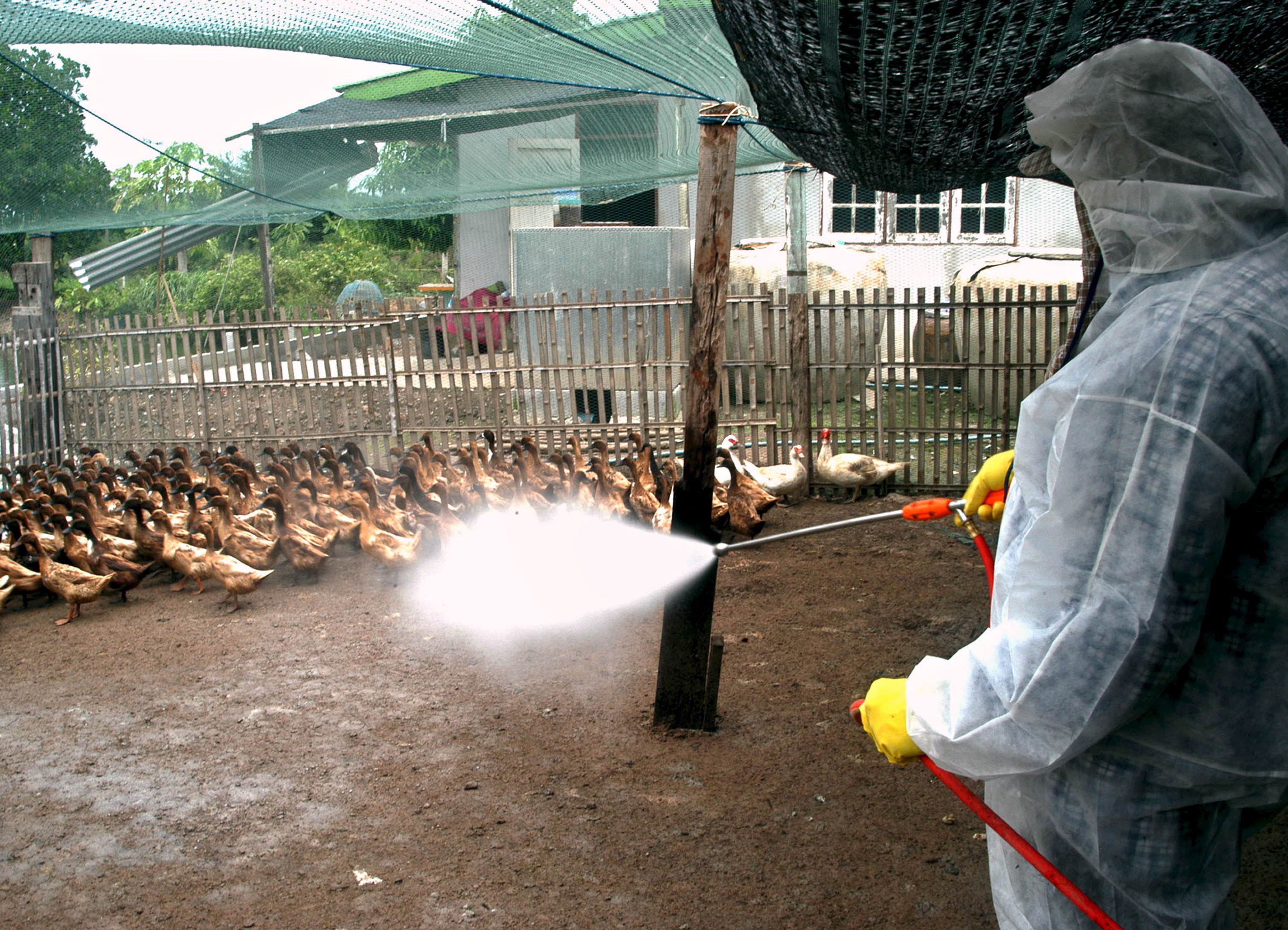 LIVESTOCK OFFICER SPRAYS DISINFECTION LIQUID IN A DUCK FARM