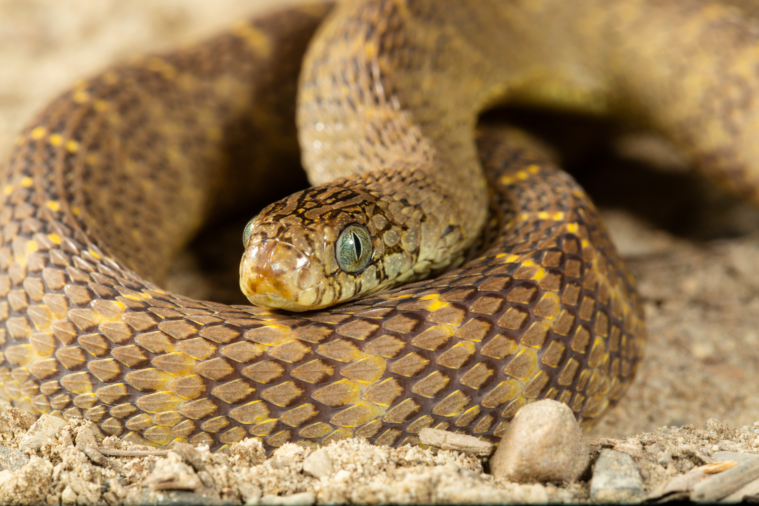 African,Egg-eating,Snake,,Dasypeltis,Scabra,,Coiled,On,Ground,,Captive,Or