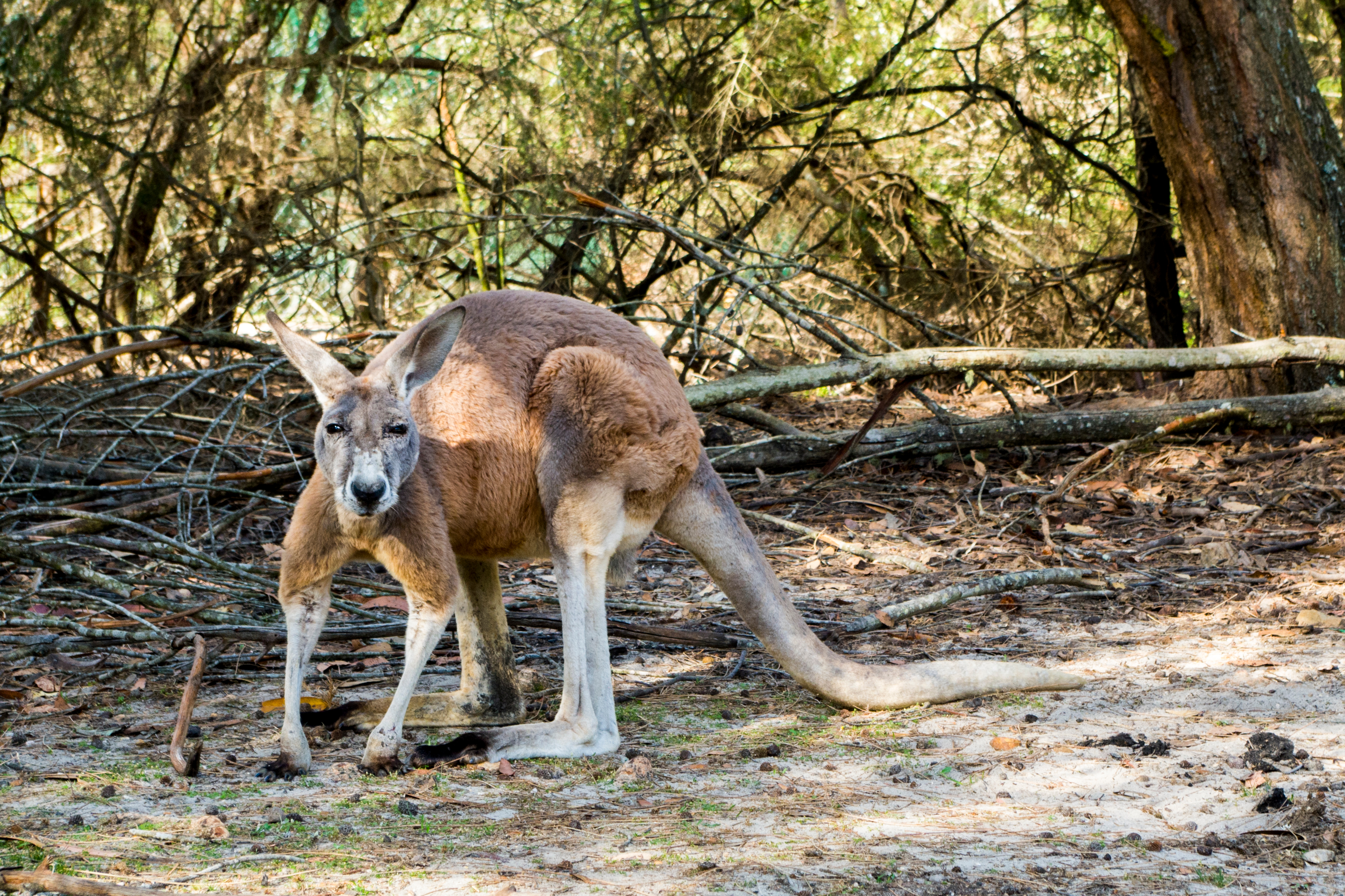Kangaroo,Looking,Straight,To,The,Camera,,Angry,(new,South,Wales,