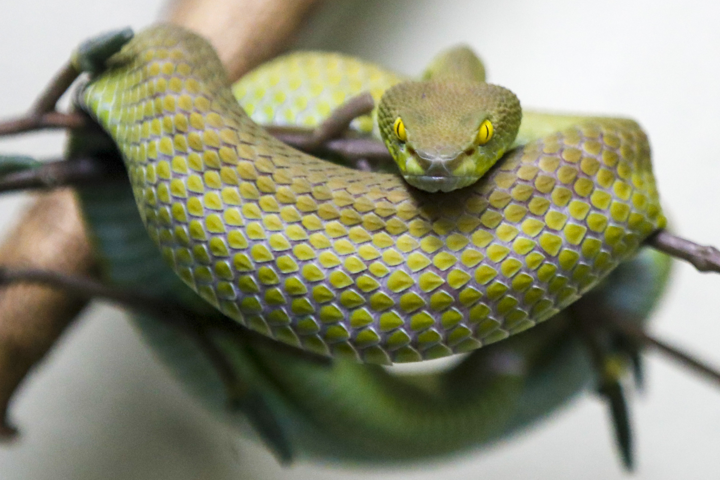 Snake Farm in Bangkok