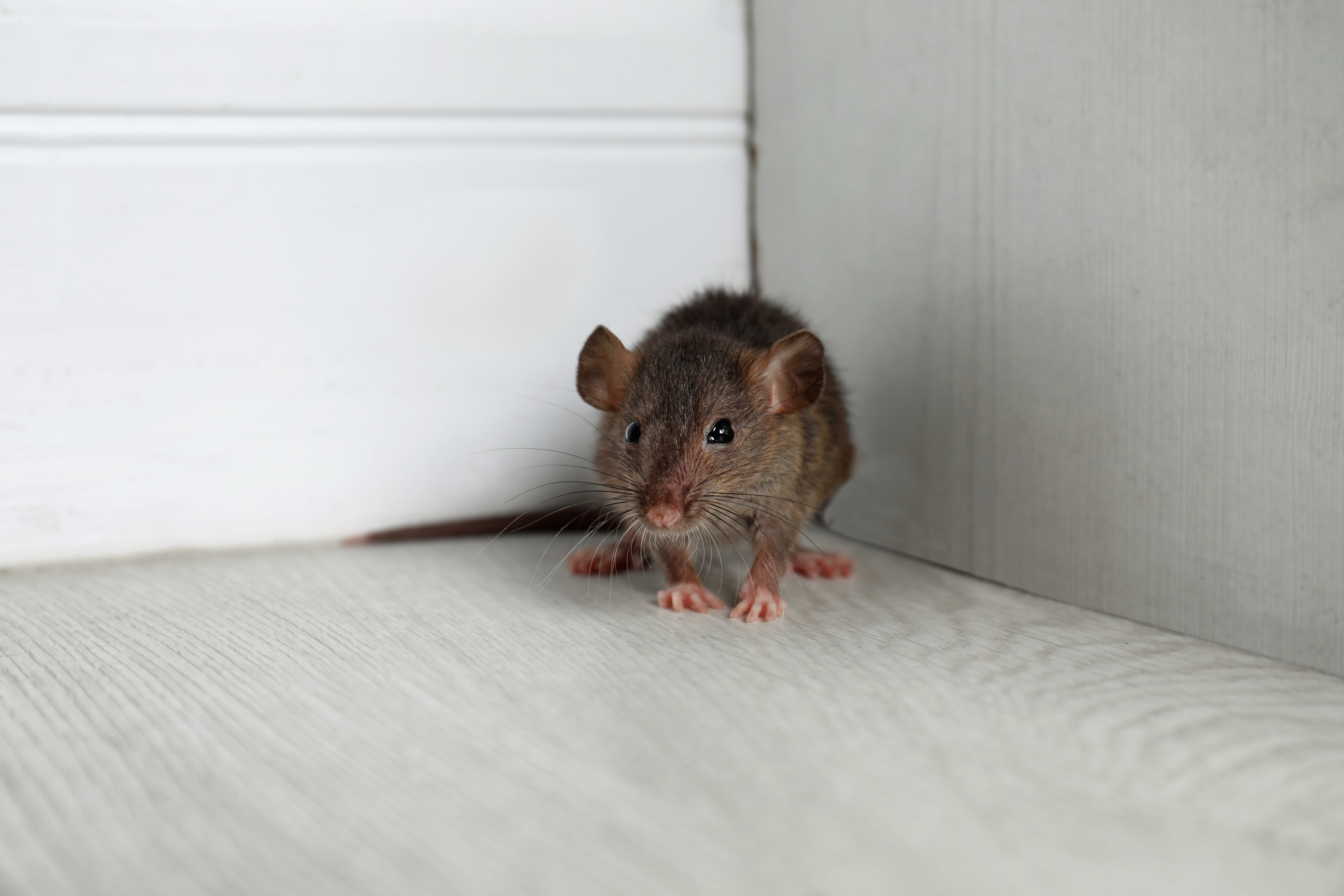 Miš Foto: Shutterstock