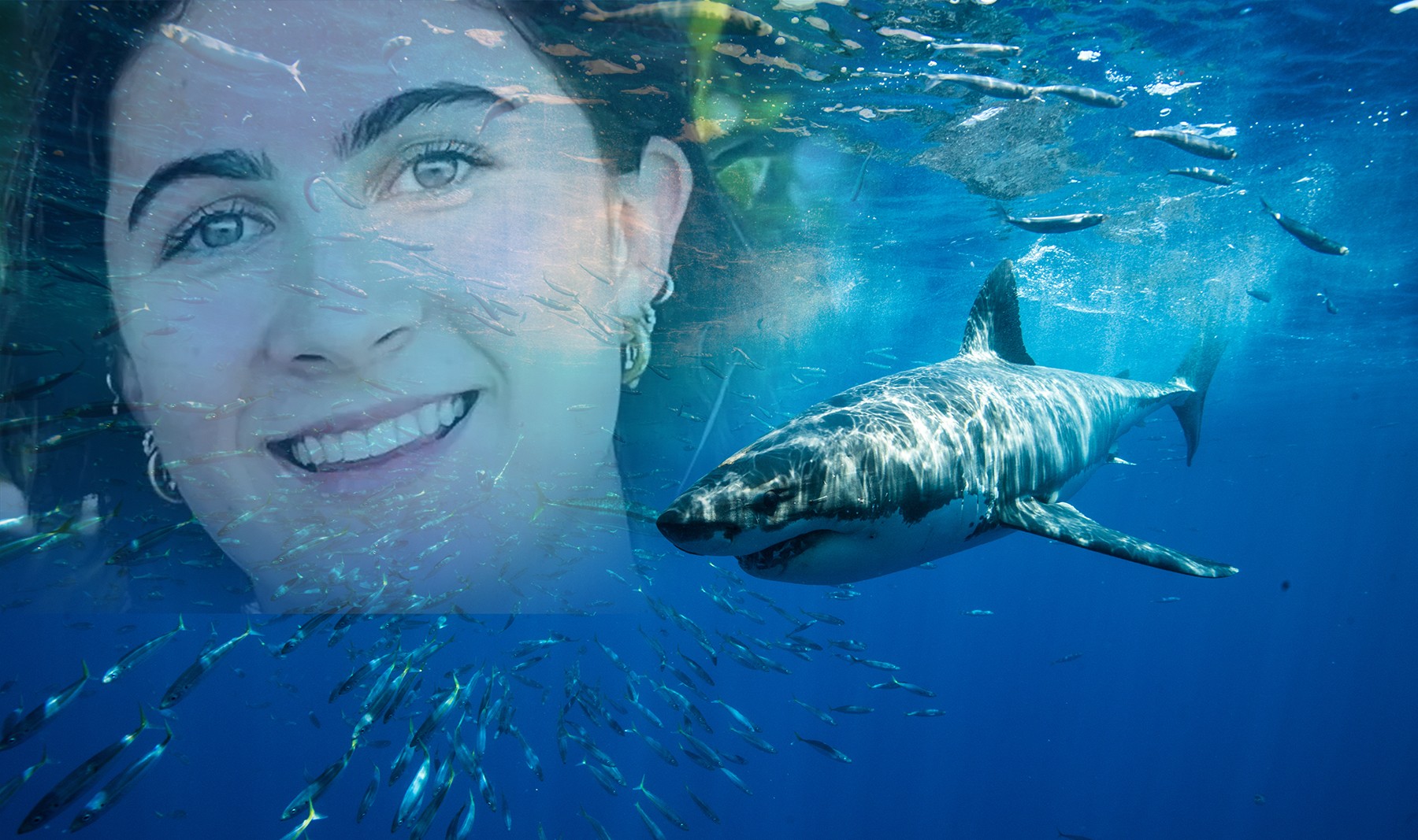 Stella Berry  ajkula ubila je ajkula