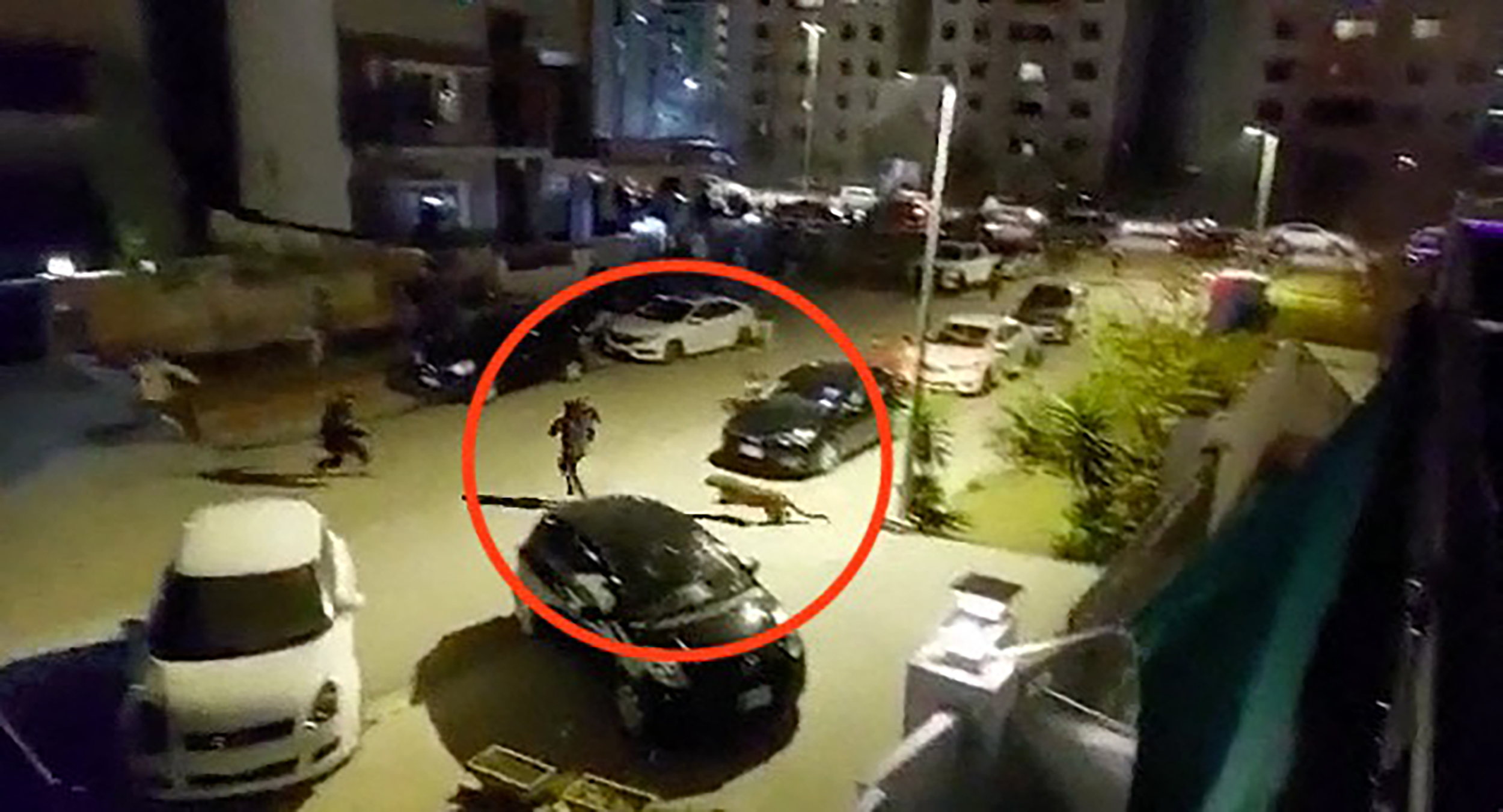 EXCLUSIVE: VIDEO: Leopard terrorises city for six hours injuring several residents