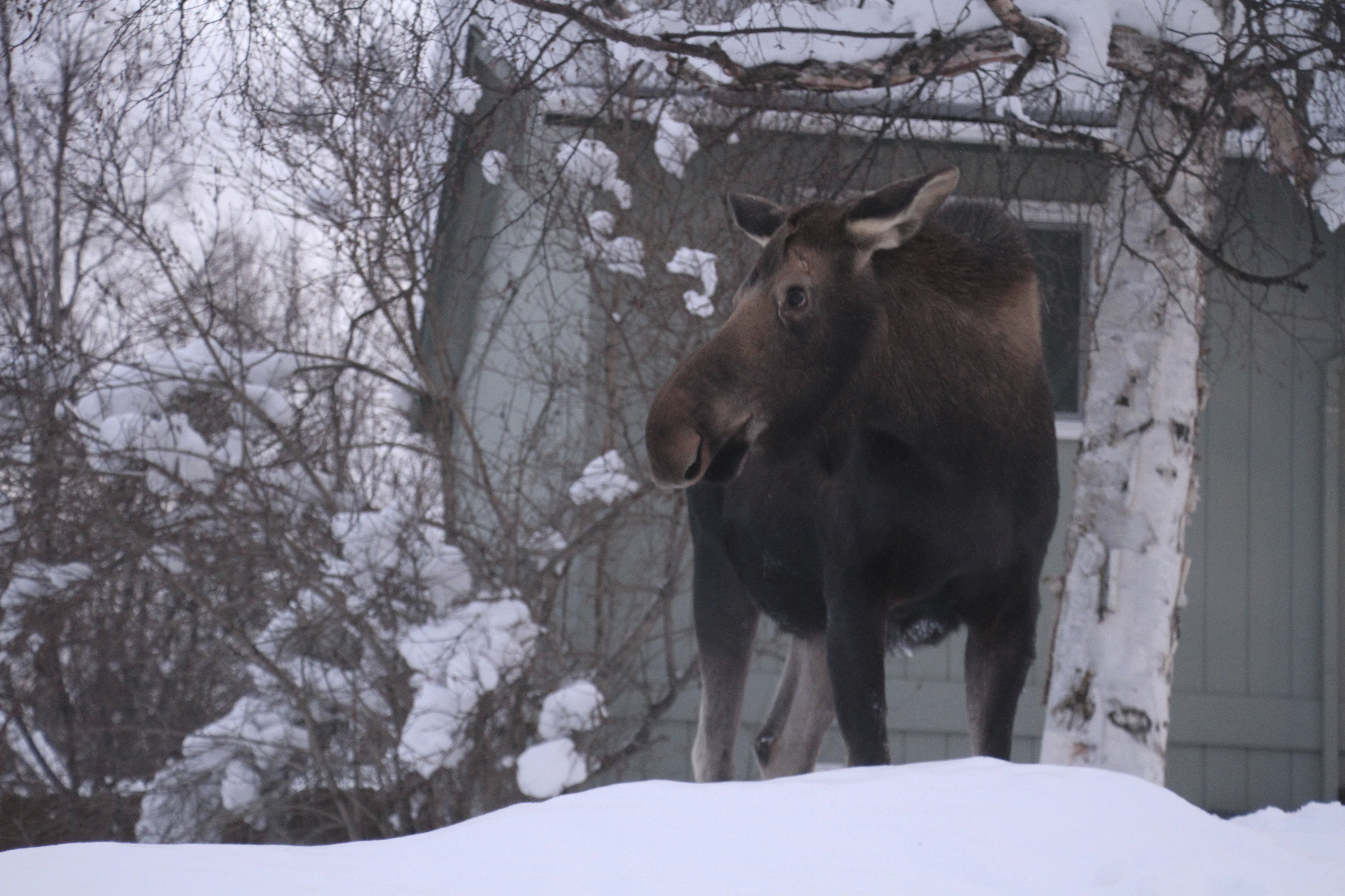 A moose takes a break from eating tree branches on Wednesday, Feb. 22, 2023, in Anchorage, Alaska. (AP Photo/Mark Thiessen)