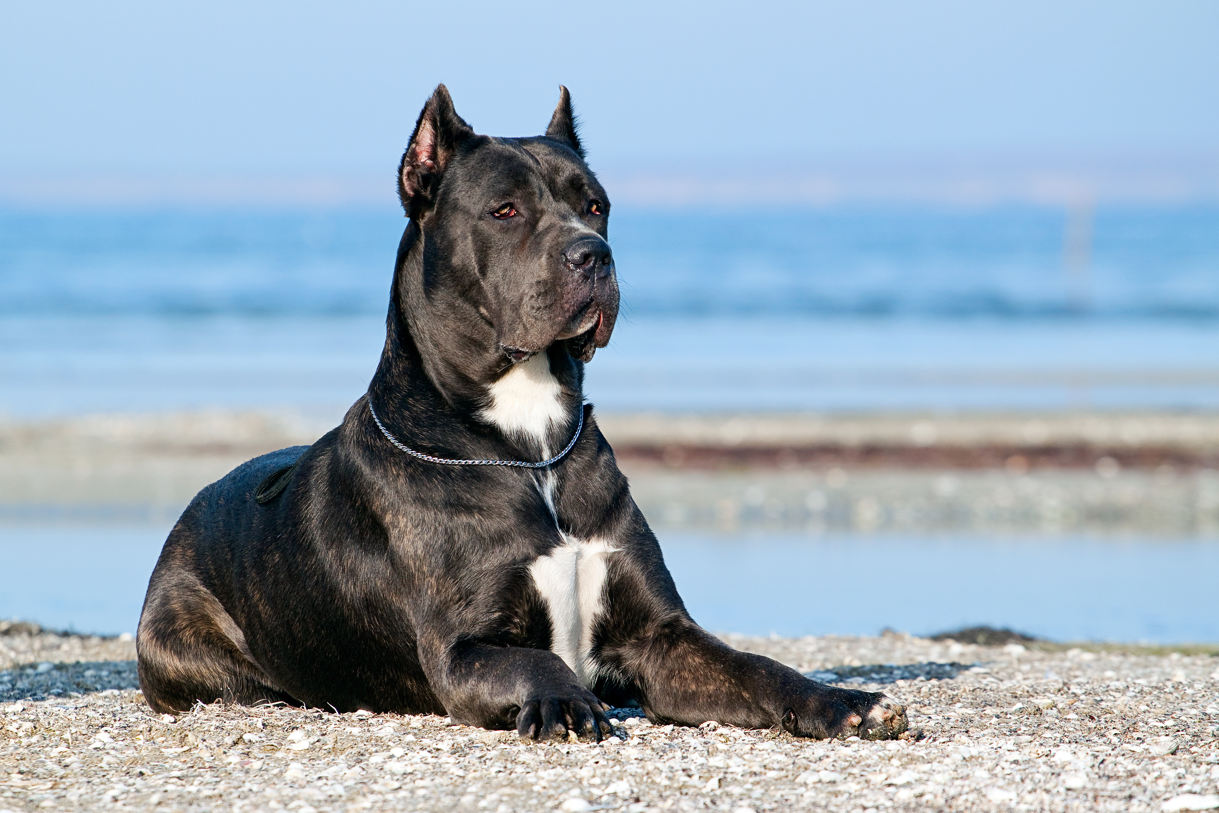 Cane corso Foto: Shutterstock