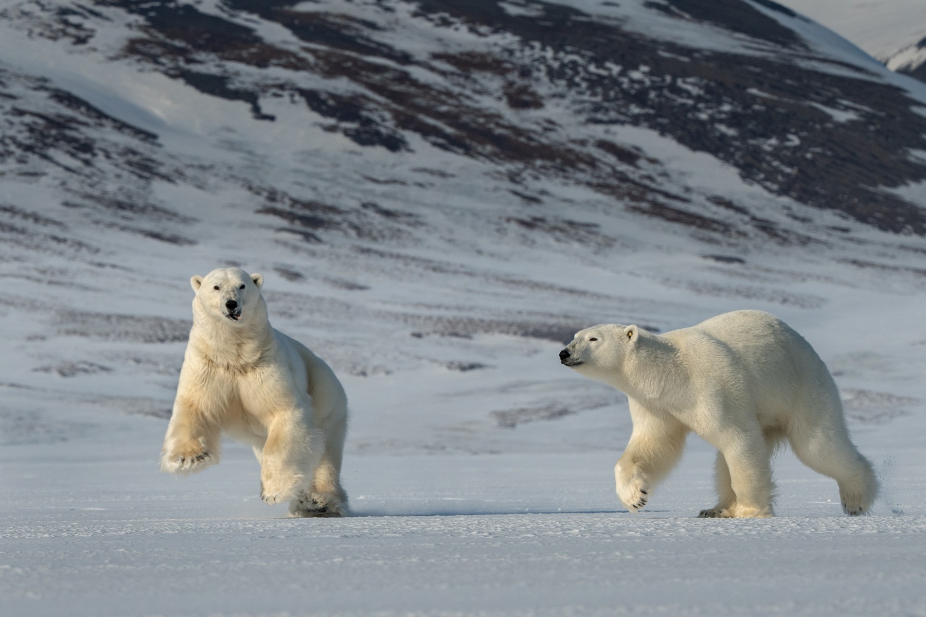 Polar bears mating
