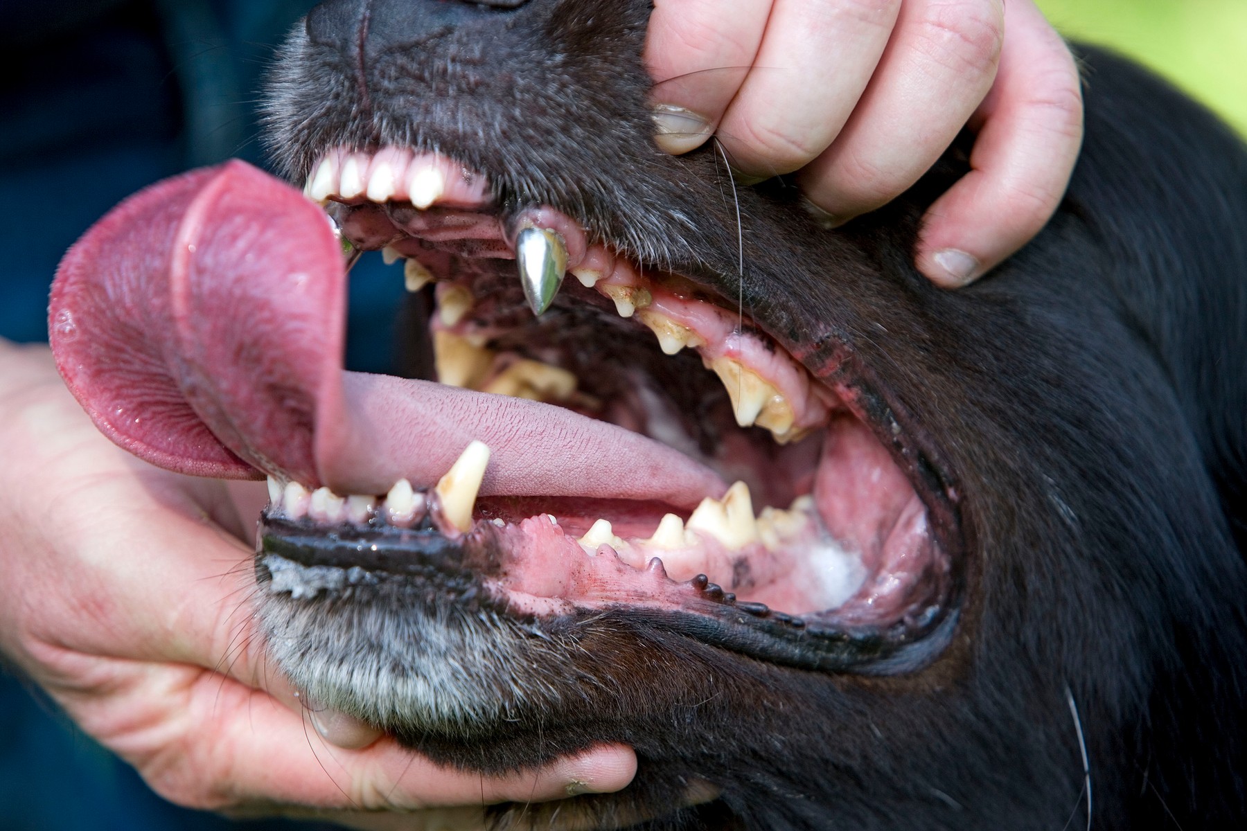 Dog - Groenendael / Belgian Shepherd Dog - person,Image: 174666219, License: Rights-managed, Restrictions: , Model Release: no, Credit line: - / Ardea / Profimedia
