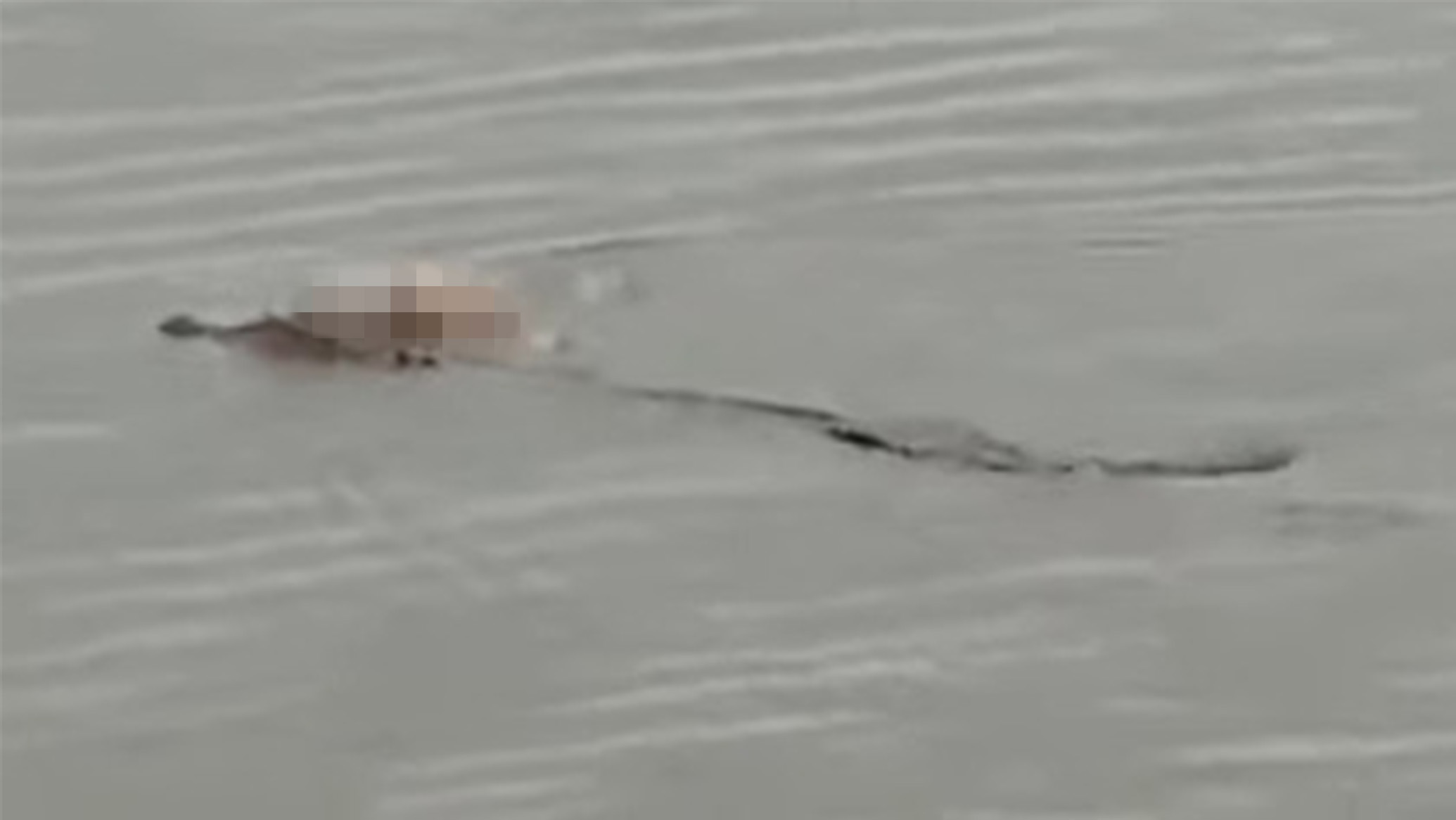 1674644232-krokodil.jpg