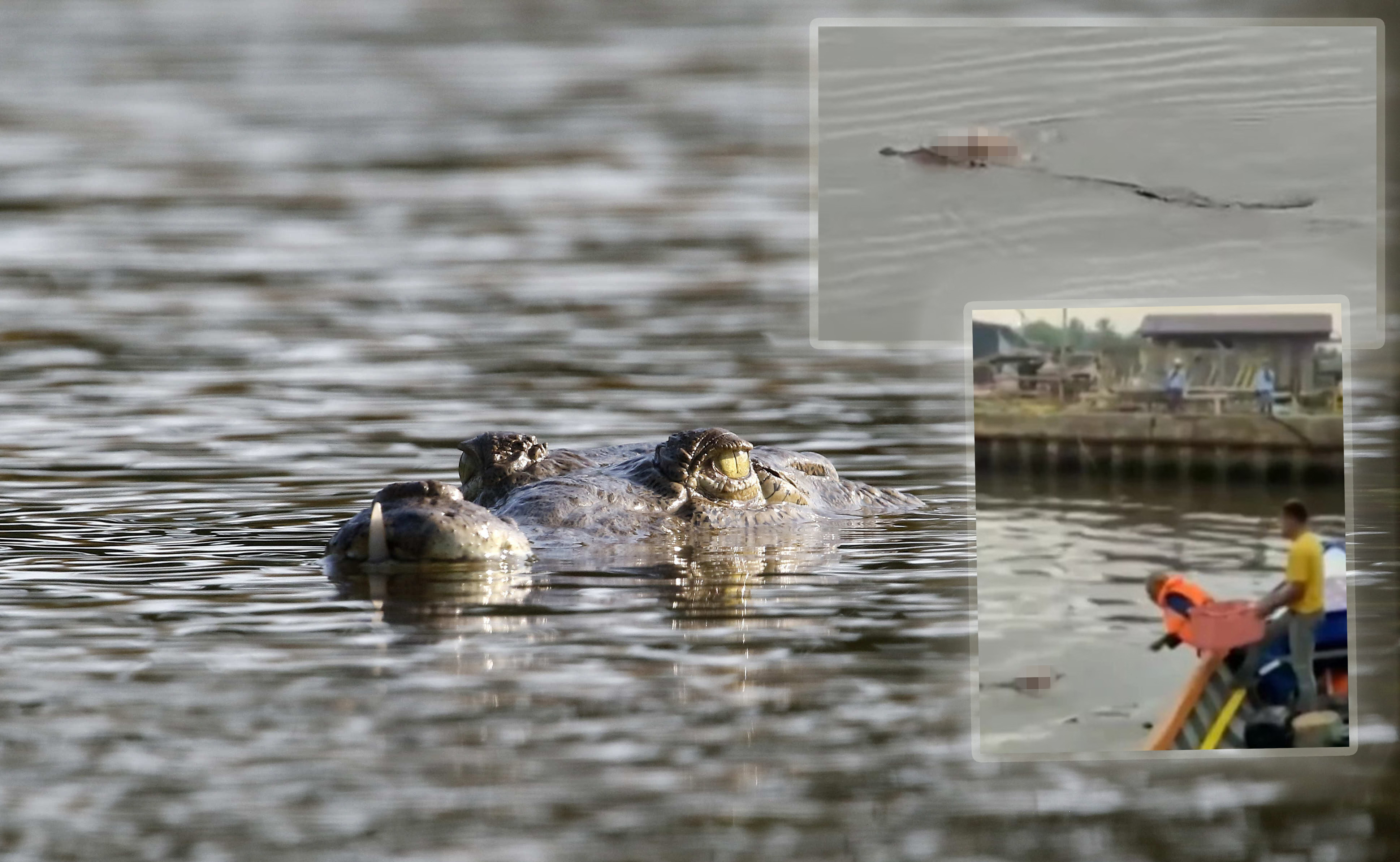 Krokodil epa09095095 A crocodile, in a lagoon in the Bajamar area, Puntarenas province, Costa Rica, 15 March 2021 (Issued 24 March 2021).  EPA-EFE/Jeffrey Arguedas