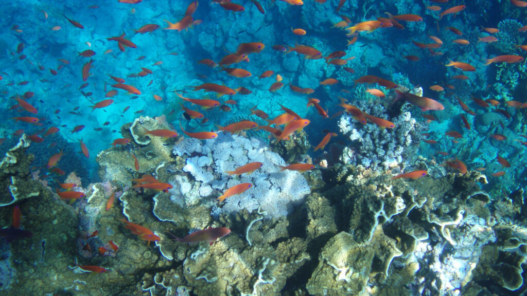 Otkrijte tajne koralnog grebena: film „Podvodni Metropolis” na Novi Sad film festivalu