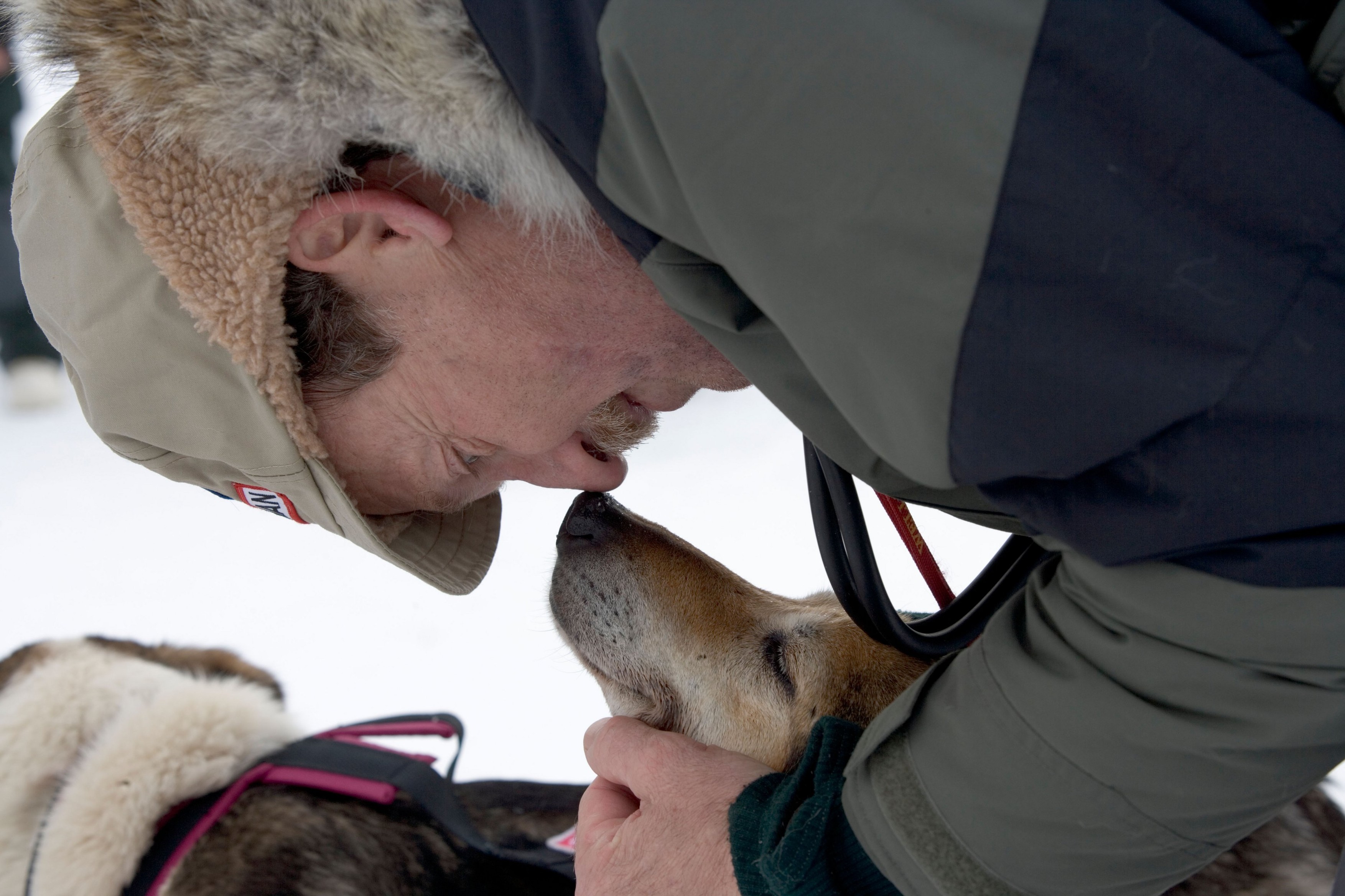 USA Alaska Race vet rubs noses with resting sled dog at Rainy Pass checkpoint in 2005 Iditarod sled dog race