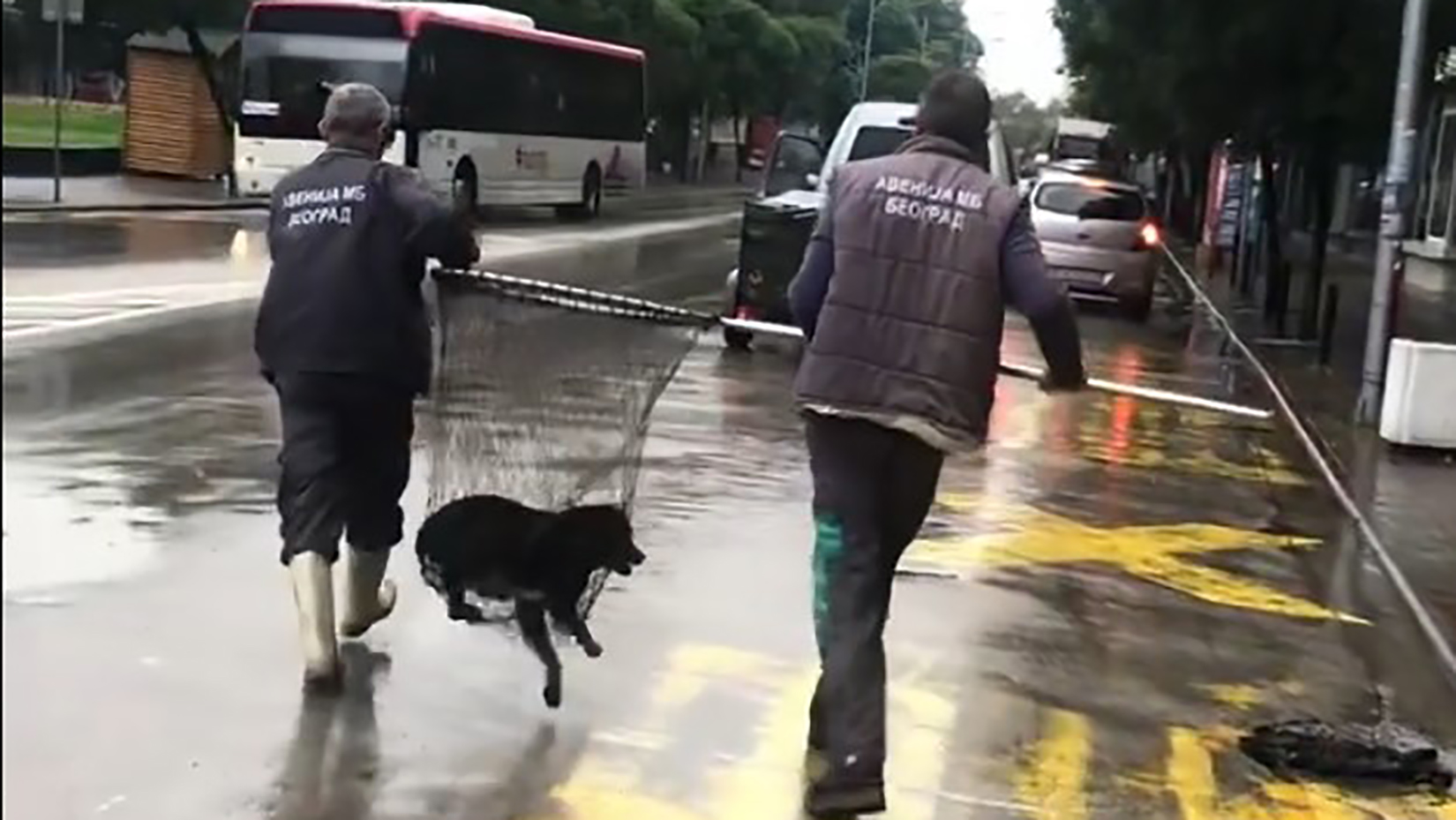 Paraćin, šinteri, pas Foto: Printscreen/Facebook/Mi svi iz Paracina :-)