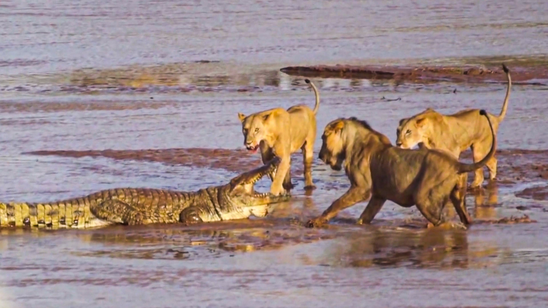 Foto: Printscreen AP/Video