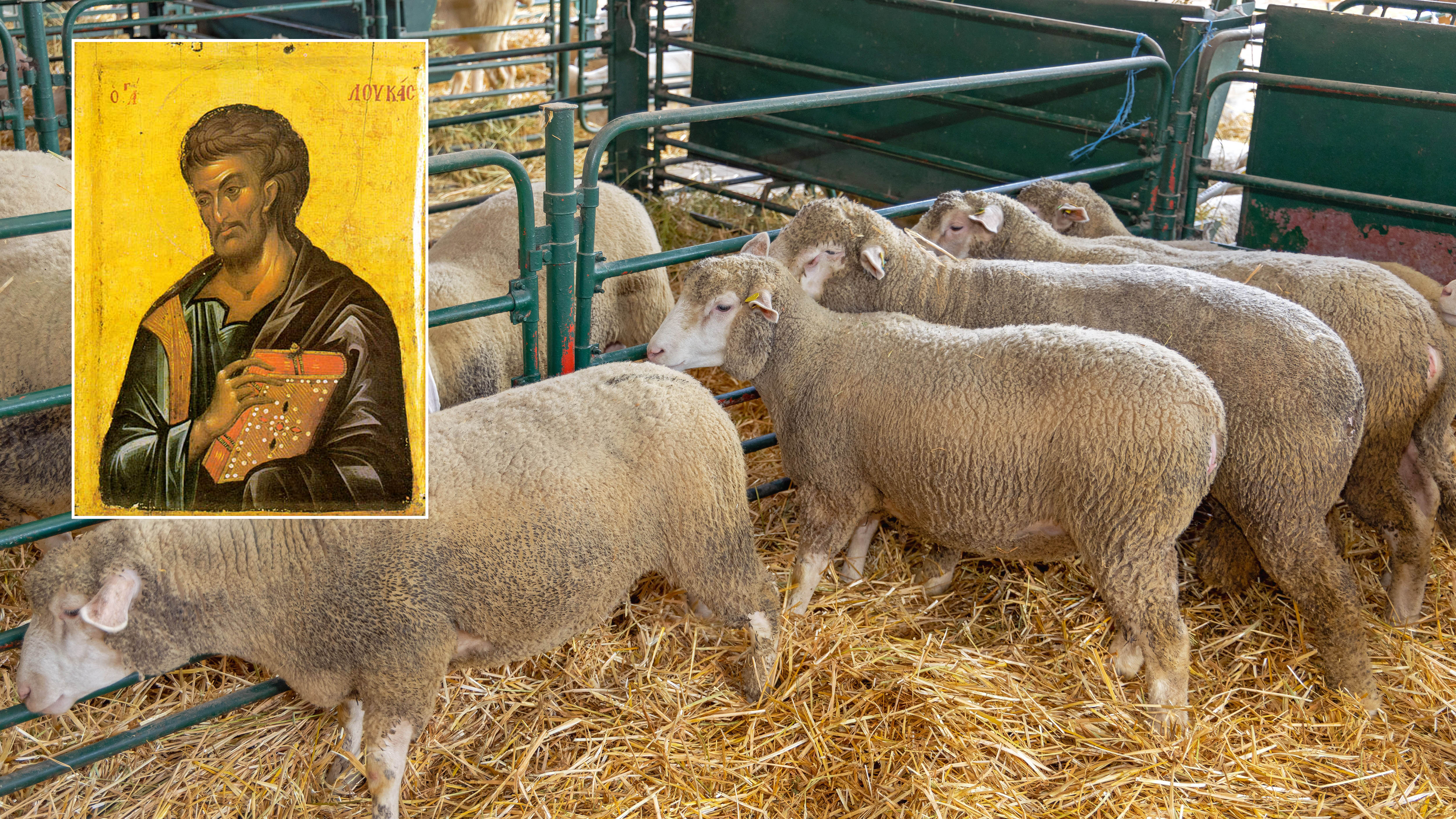 Sveti Luka, ovce, kombo Foto: Shutterstock/Wikipedia