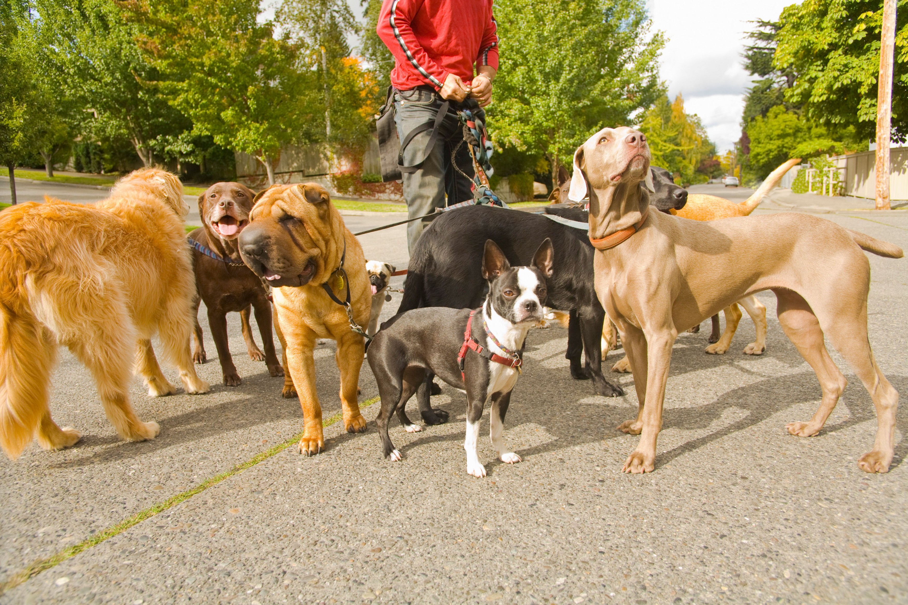 Man walking multiple dogs