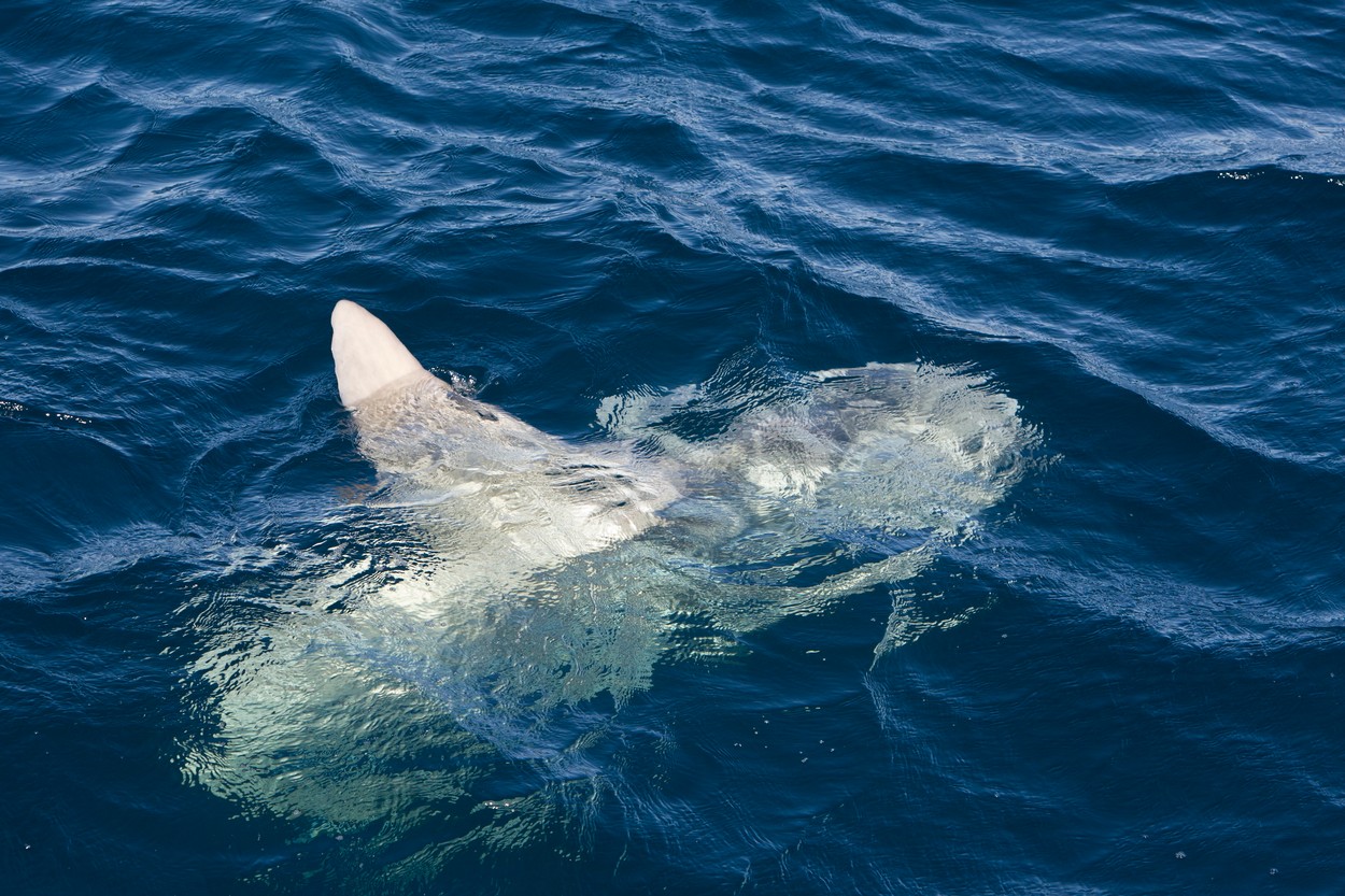 Ocean Sunfish