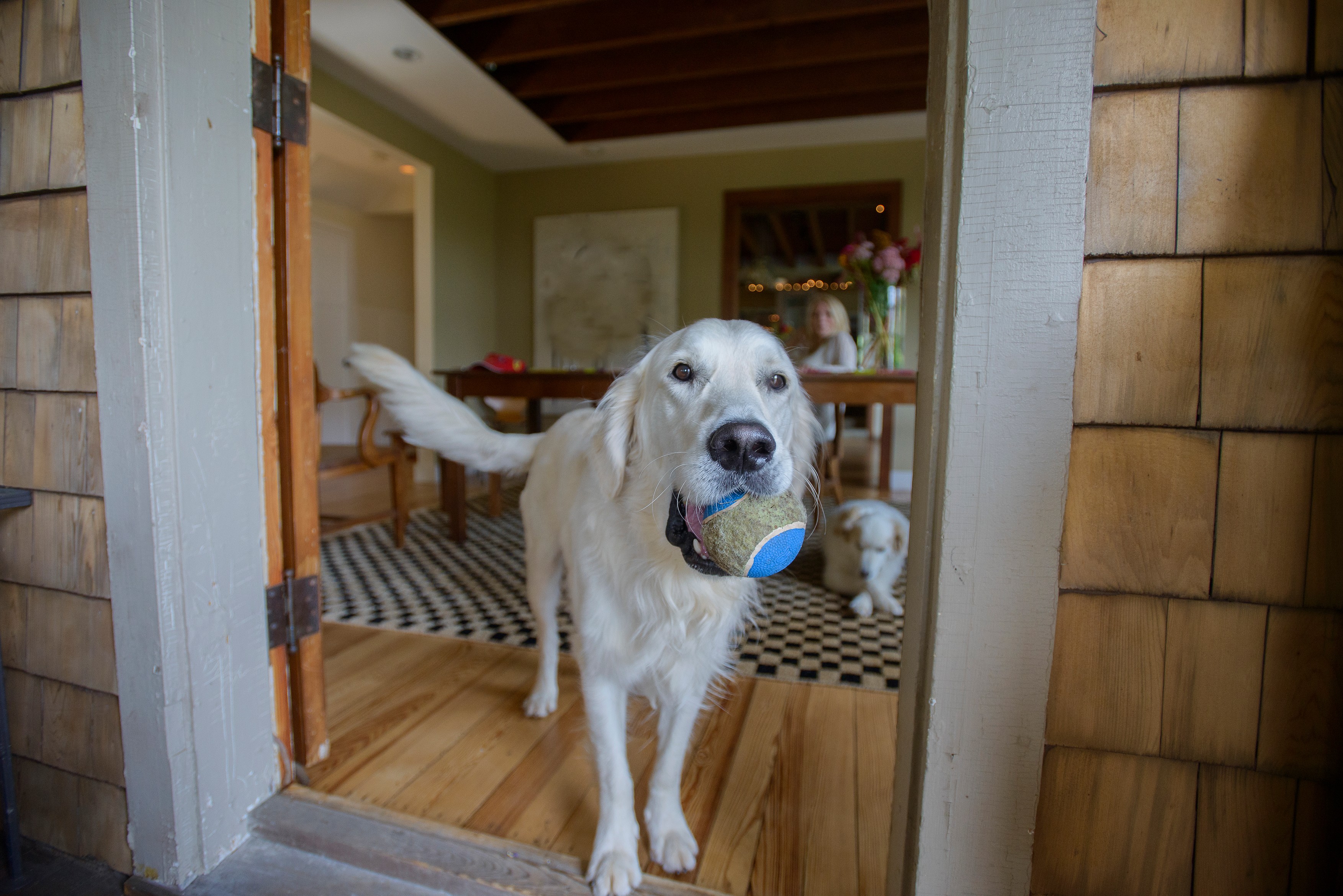 Portrait of dog with tennis ball