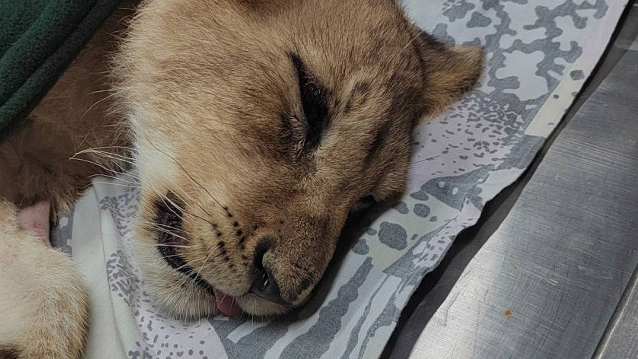 Mala lavica u lošem stanju, Palić