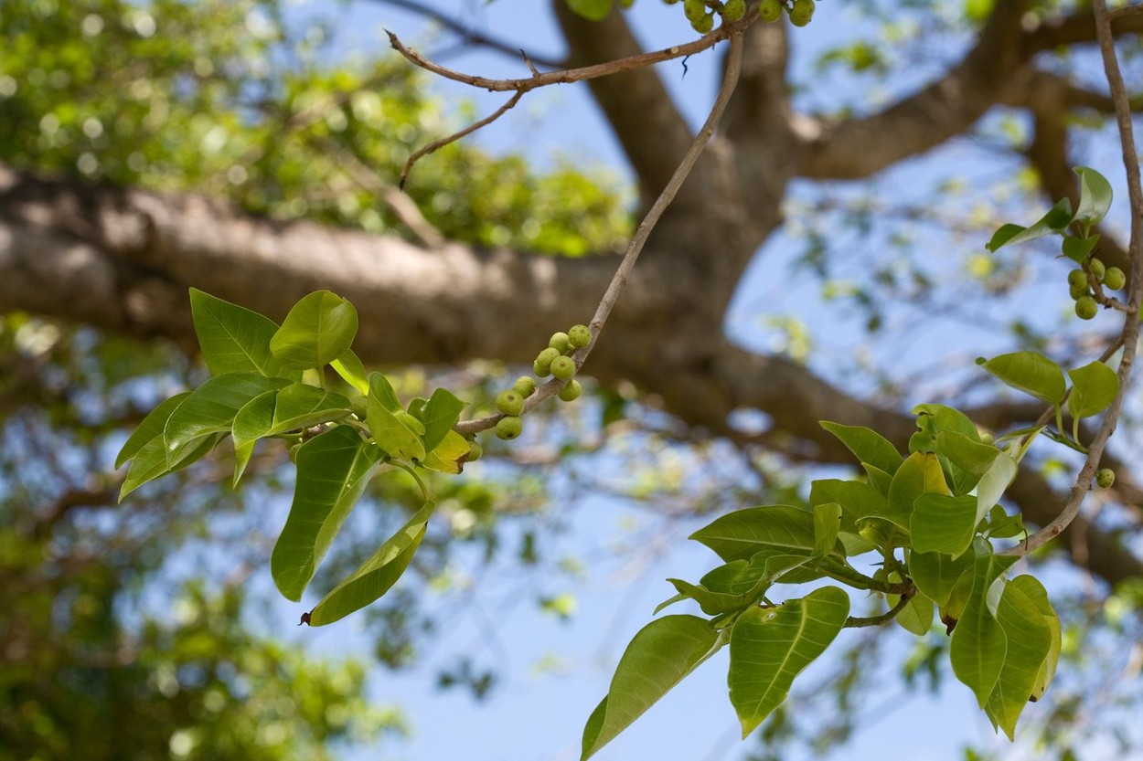 Manchineel Tree Hippomane mancinella Caribbean,Image: 13701851, License: Rights-managed, Restrictions: , Model Release: no, Credit line: Susan E. Degginger / Alamy / Profimedia