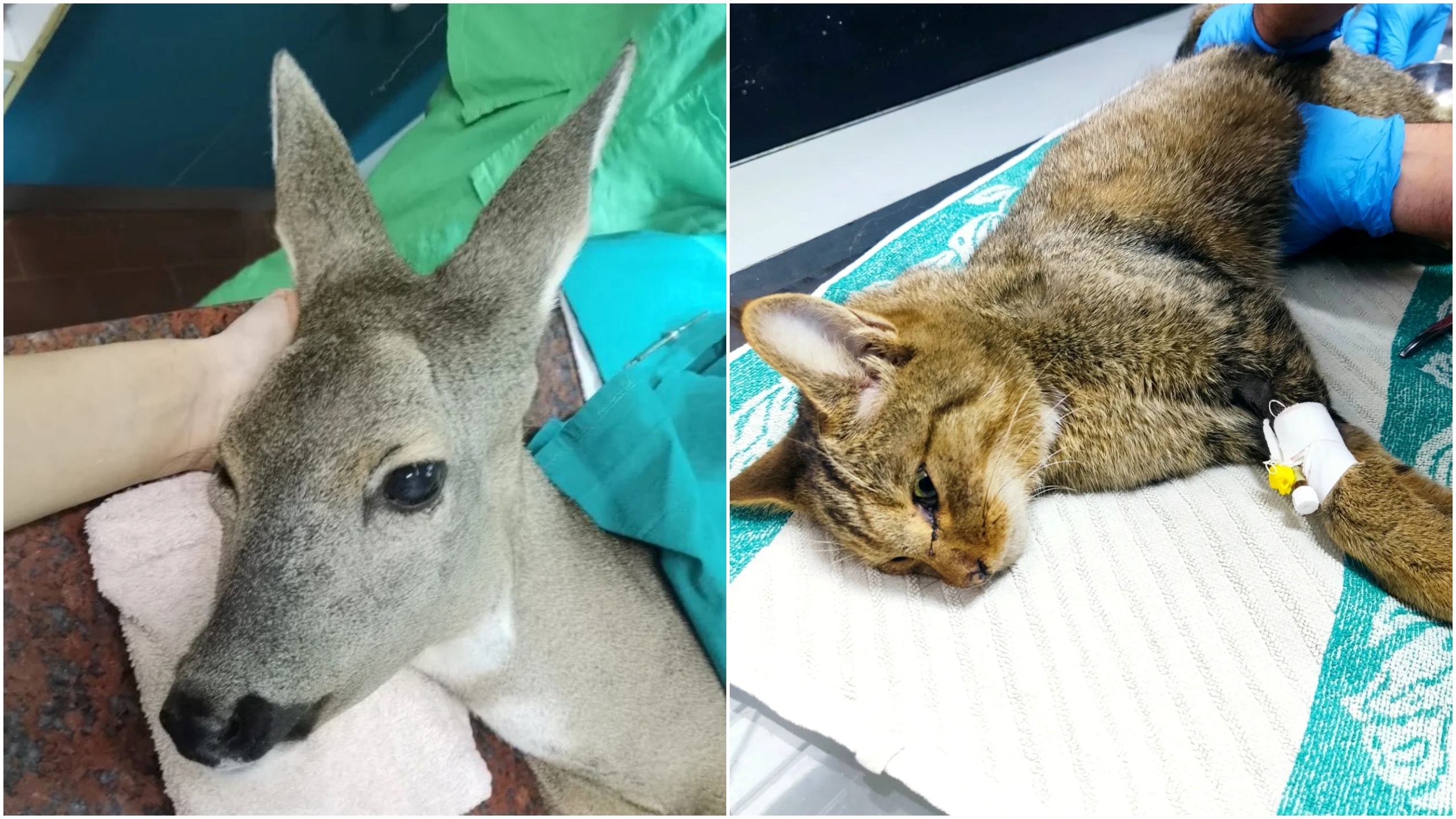 Srna, divlji mačak, kombo Foto: Facebook/Udruženje ZooPlanet Niš