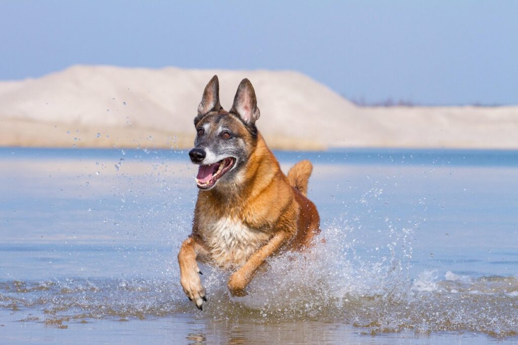 Image: 285409454, License: Rights-managed, Restrictions: , Model Release: no, Credit line: Tierfotoagentur / Alamy / Alamy / Profimedia