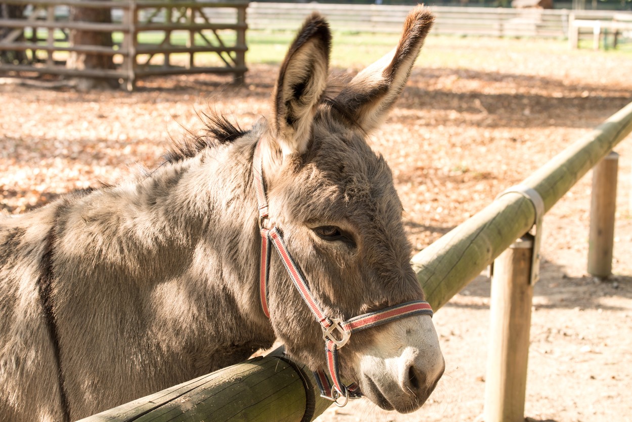 Donkey at the gate,Image: 528829845, License: Royalty-free, Restrictions: , Model Release: no, Credit line: Kay Augustin / Panthermedia / Profimedia