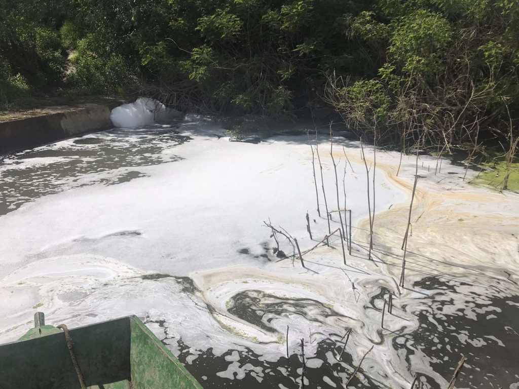 Šabac, Šabački obodni kanal, pomor ribe, mrtva riba, zagađenje, zagađena voda, Cerski obodni kanal Foto: Evropska zelena partija