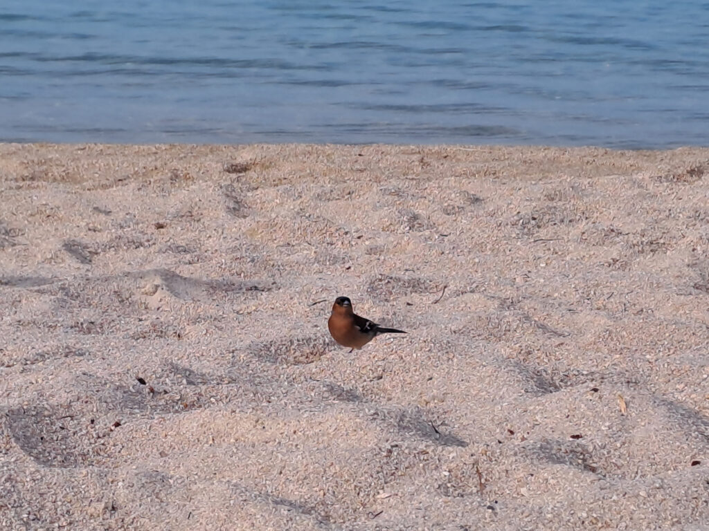 Halkidiki na prolece, poslao Nenad Bozovic