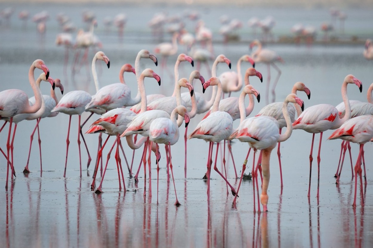 Image: 34124849, License: Rights-managed, Restrictions: , Model Release: no, Credit line: A. ESPARRAGA - BIRDS / Alamy / Profimedia