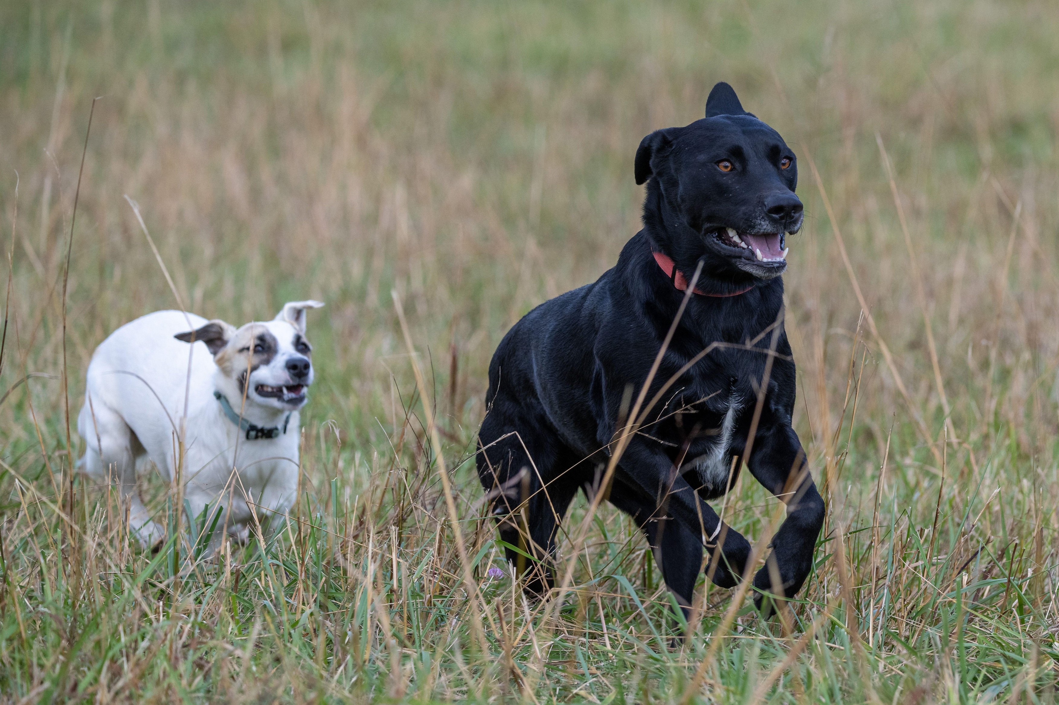Dogs playing in a field