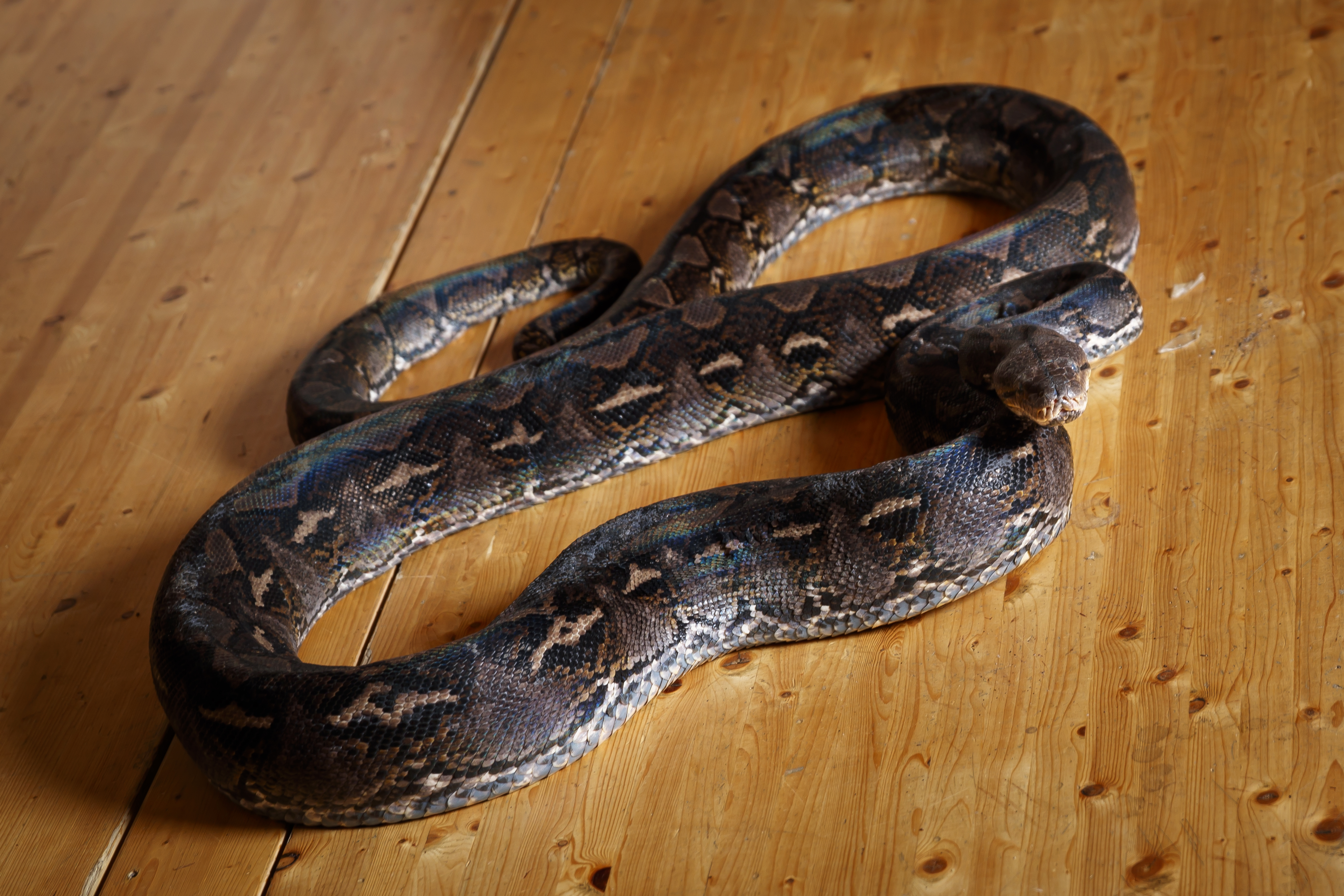 'Mysterious Animals' displayed at Evologia in Cernier