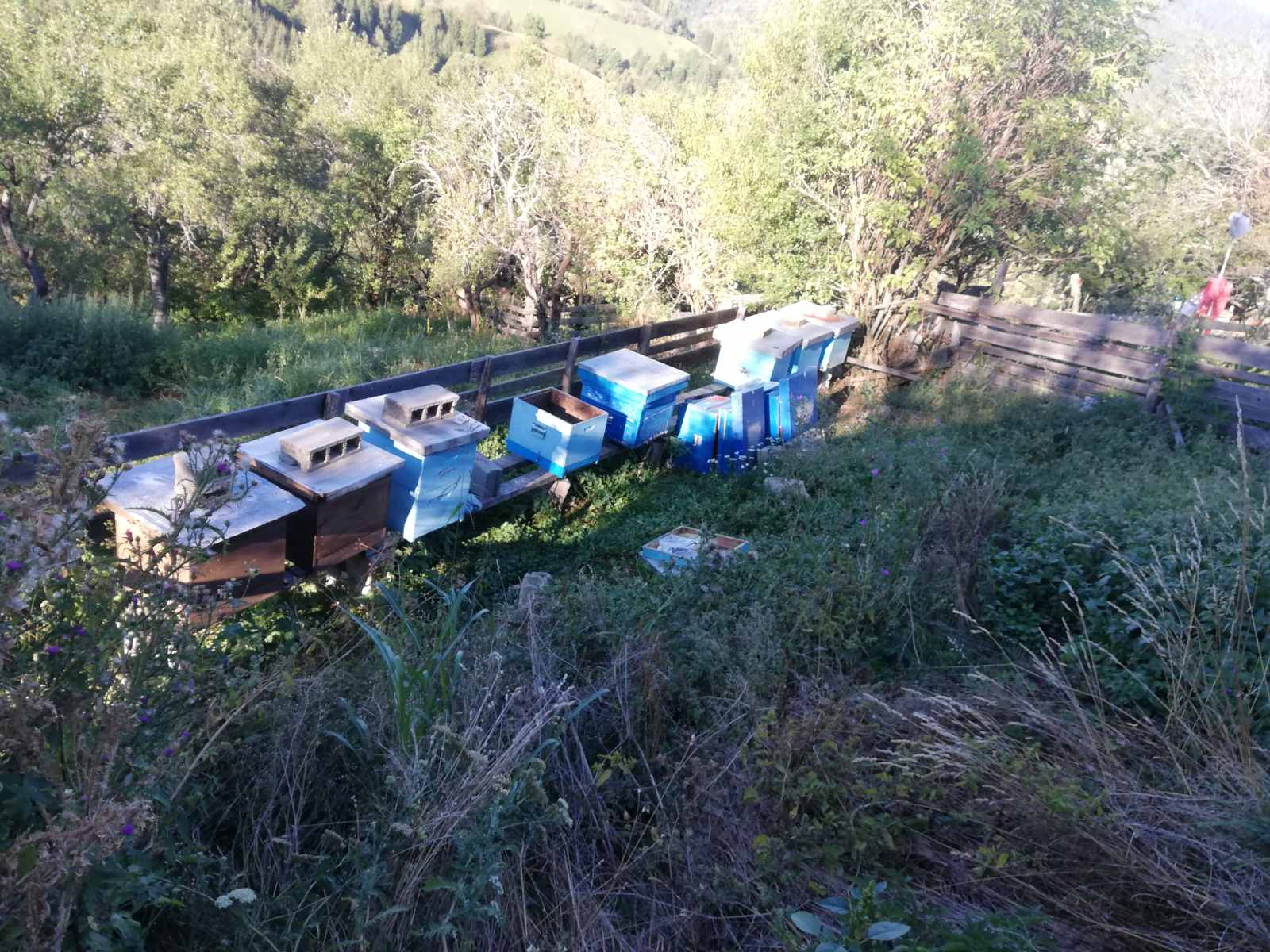 U potrazi za hranom medvedi na Goliji prave štete u pčelinjacima
poslao nenad bozovic