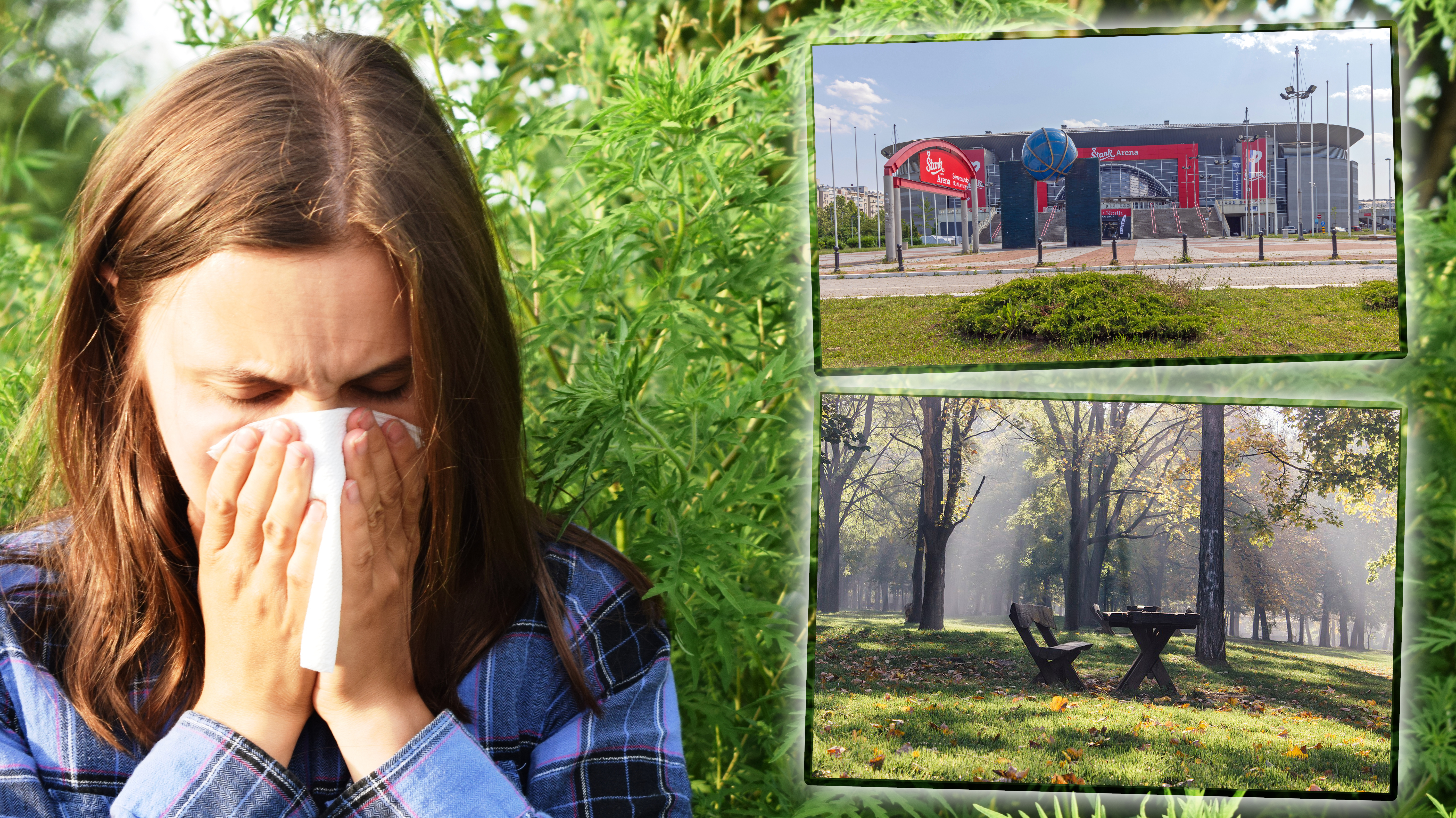 The,Girl,Sneezes,Against,The,Background,Of,Ragweed.,Ambrosia,Pollen