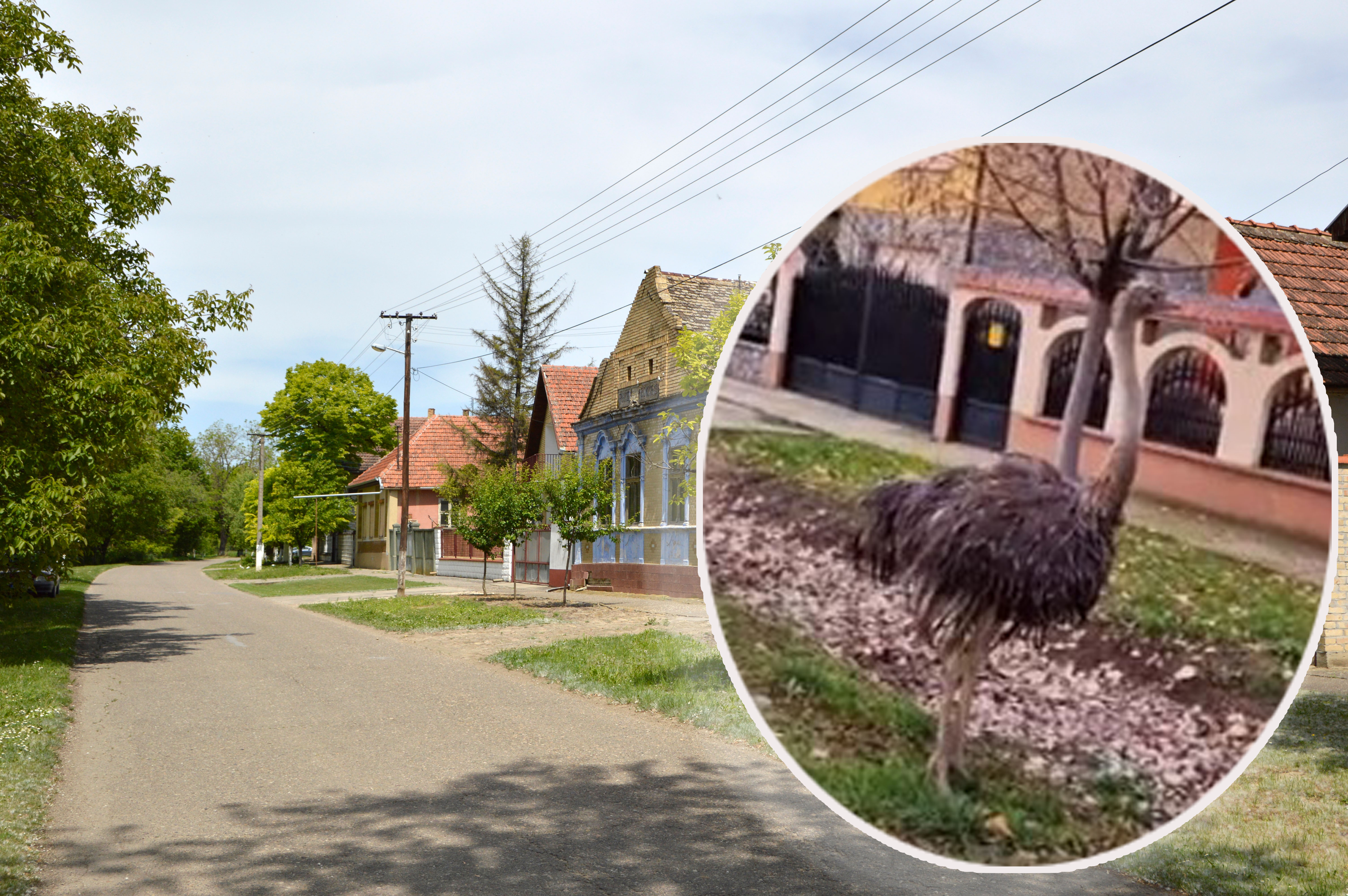 spring in Backi Petrovac, Vojvodina