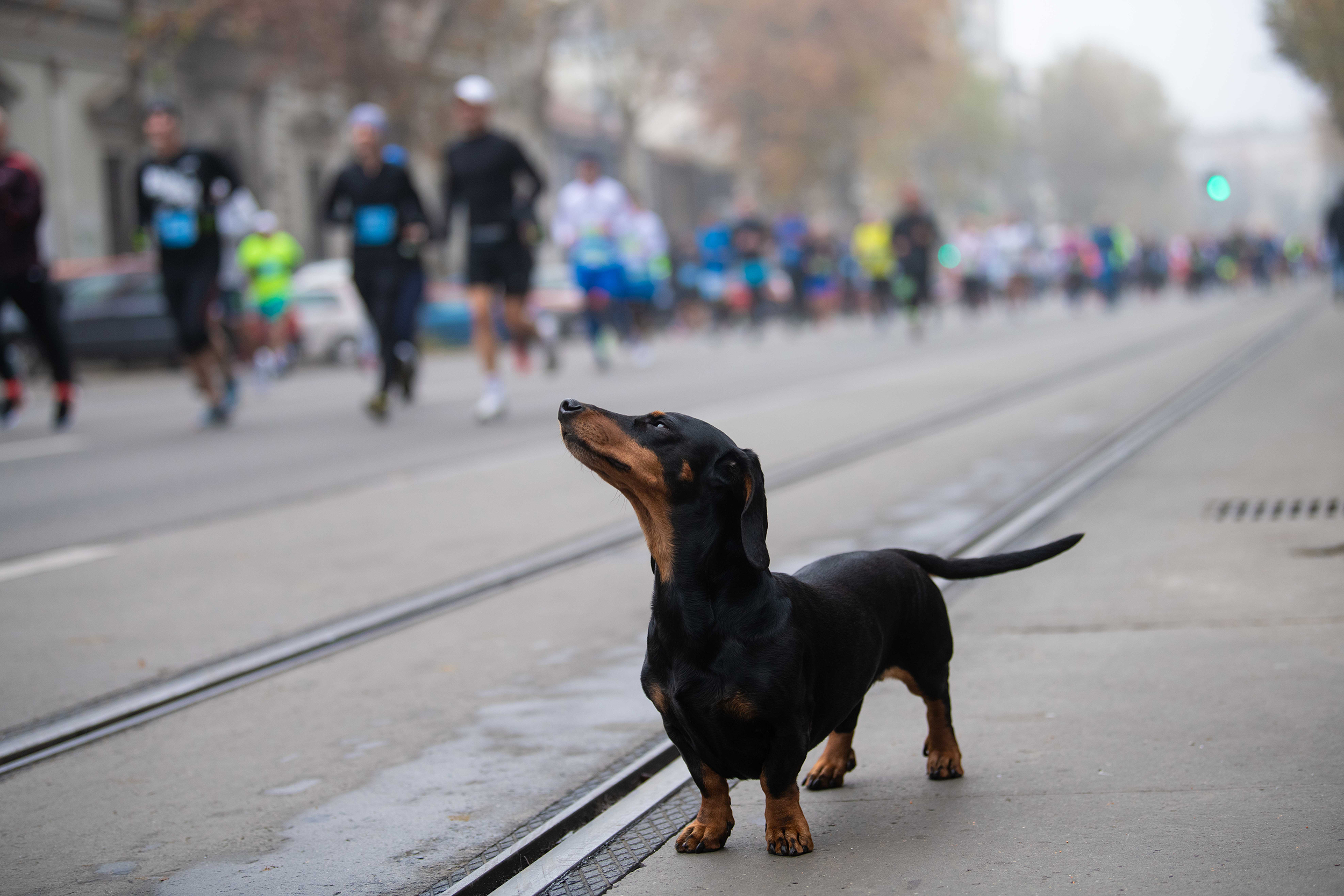 Beograd 27.11.2022. Beogradski polumaraton, polu maraton, maratonci, trka Foto: Dragan Mujan/Nova.rs, ker, pas, kuče