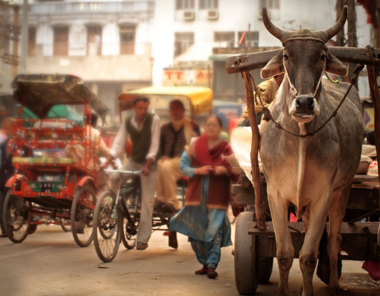 Ox and wagon in Delhi, India,Image: 133327559, License: Rights-managed, Restrictions: , Model Release: no, Credit line: Richard Duguay / Alamy / Profimedia