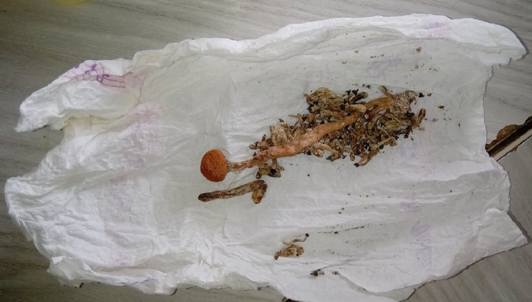 Sasušene halucinogene pečurke