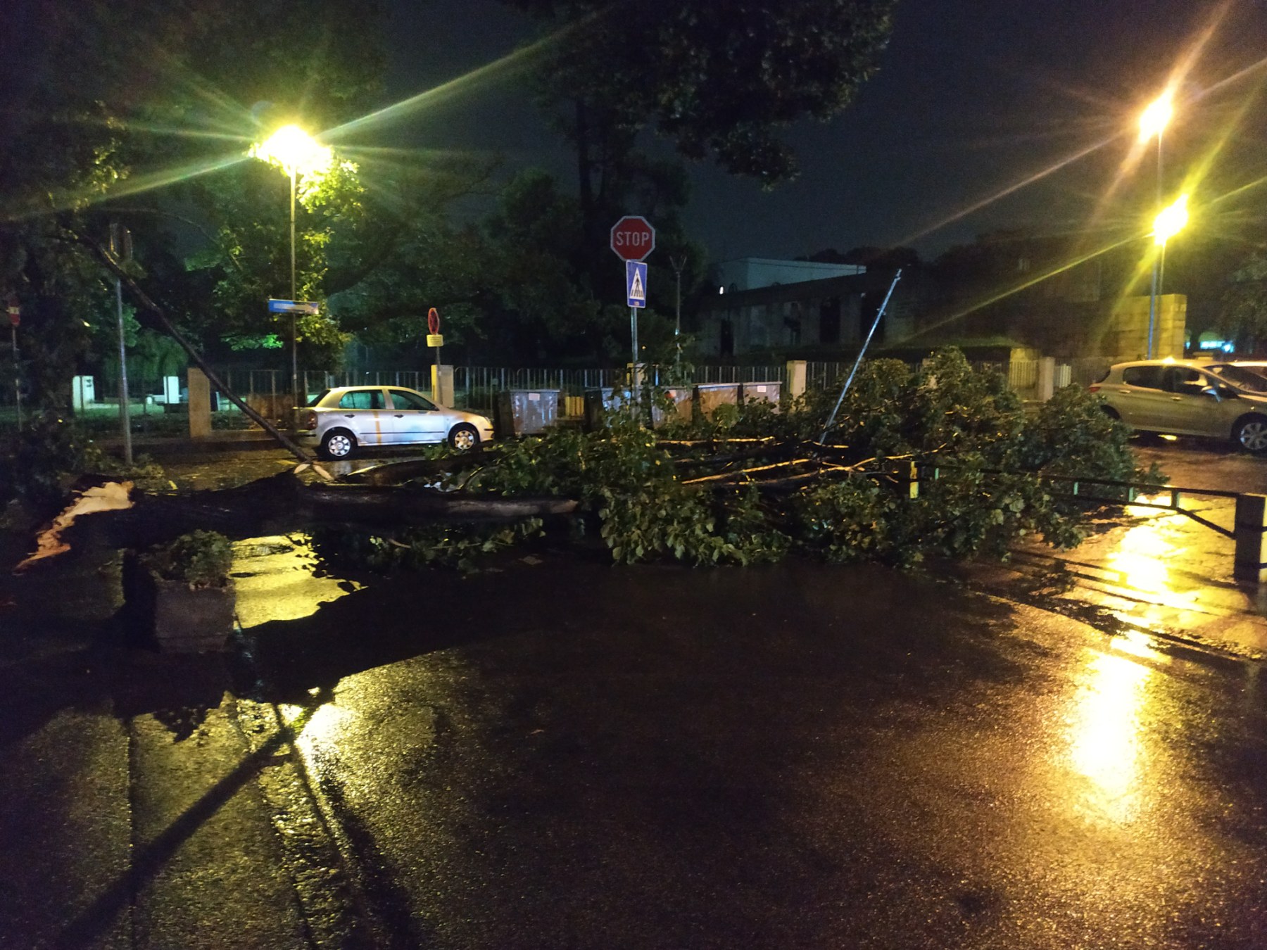 nevreme, stablo palo u Nikodima Milaša, beograd, poslao lončar