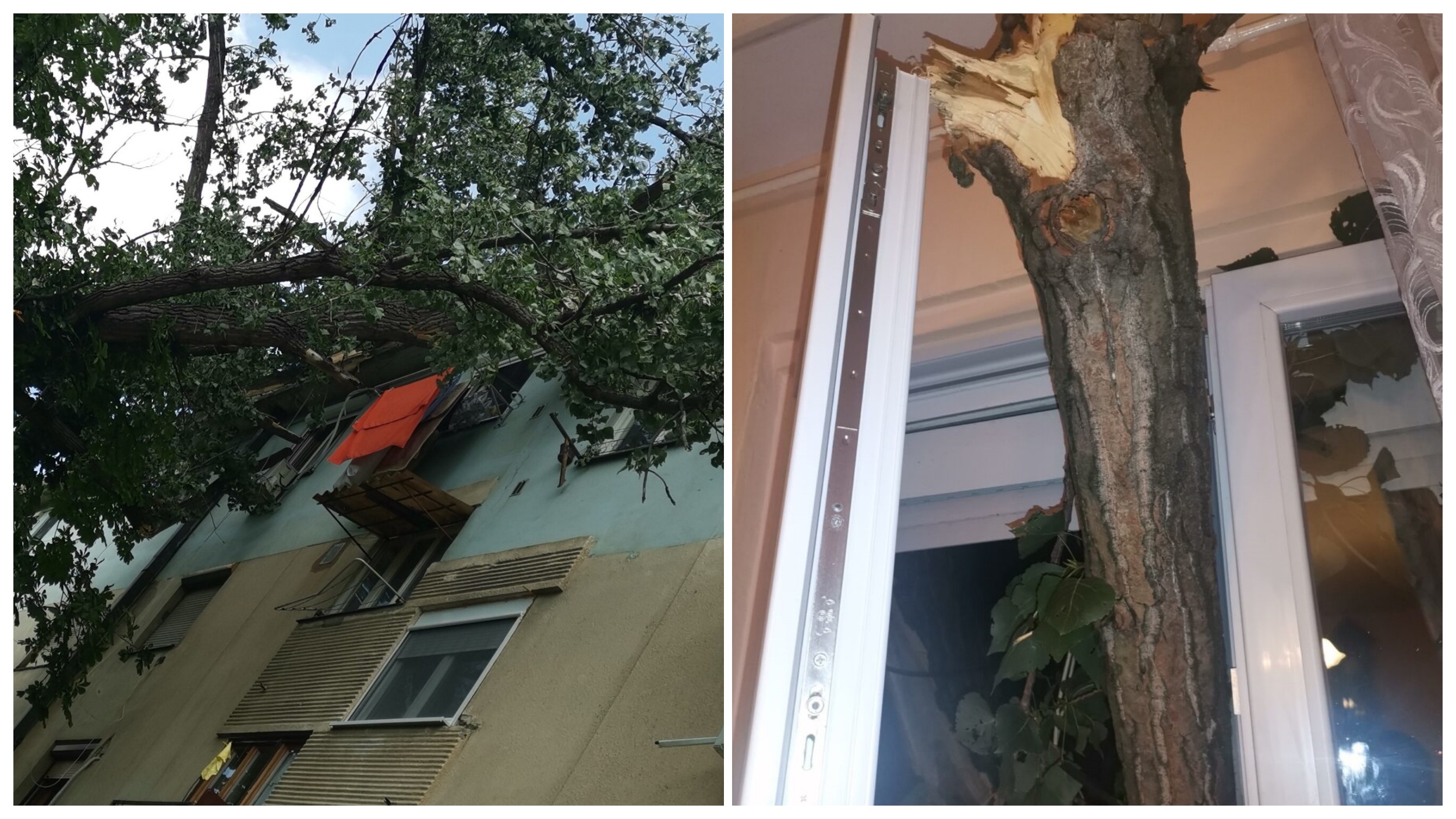 Stablo im uletelo u spavaću sobu, Zelenilo poručilo da čekaju ili ga sami izvade