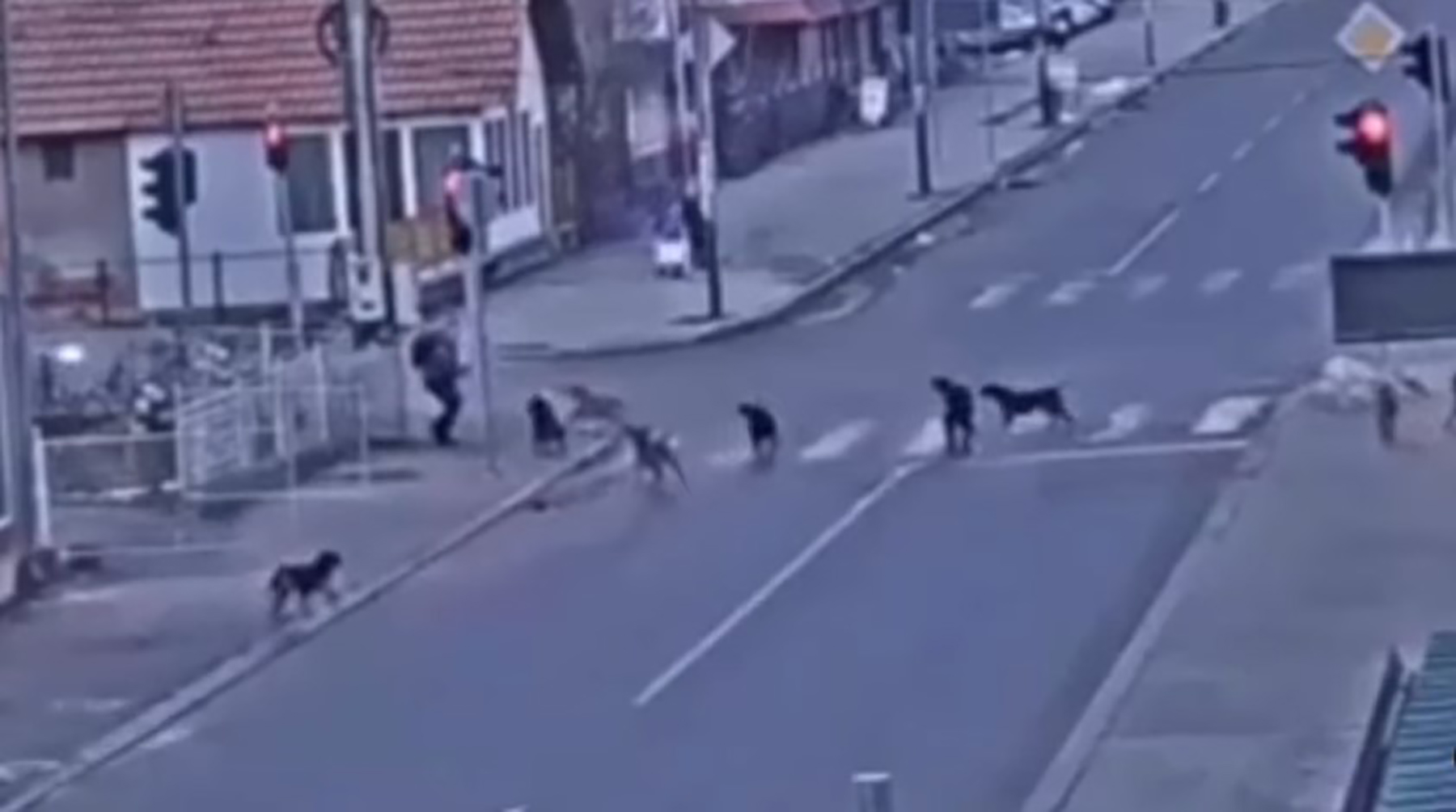 čopor pasa, dete, sjenica